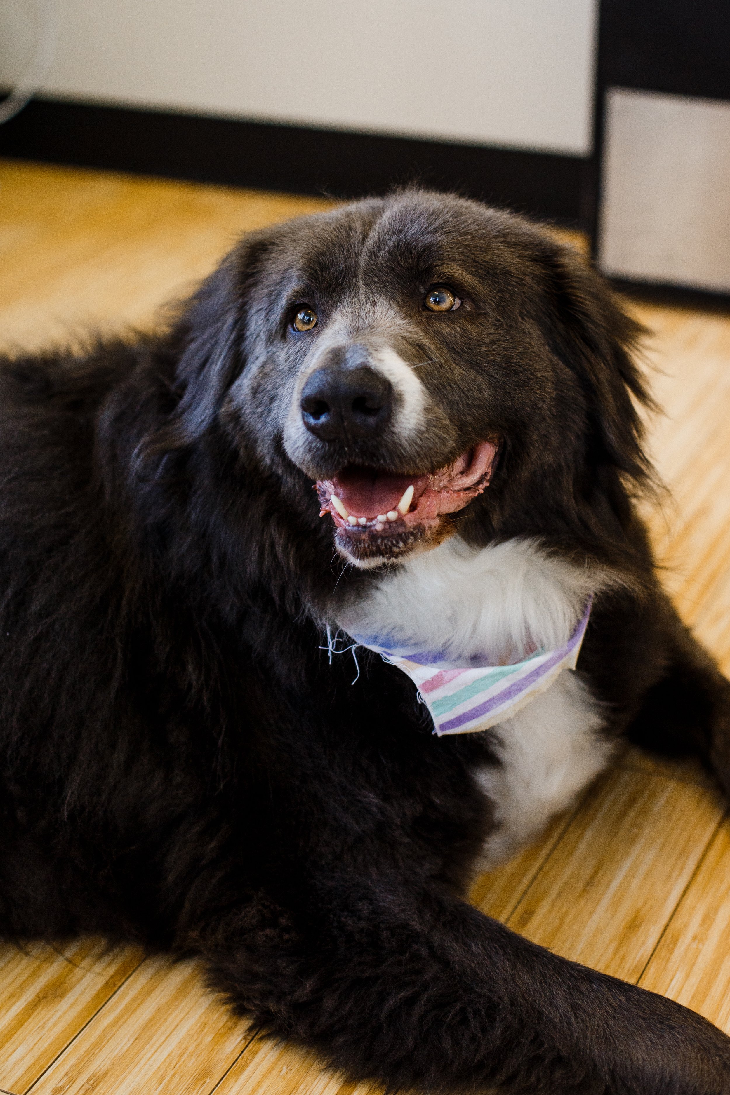 Finley Stromski, Cleveland Office Dog