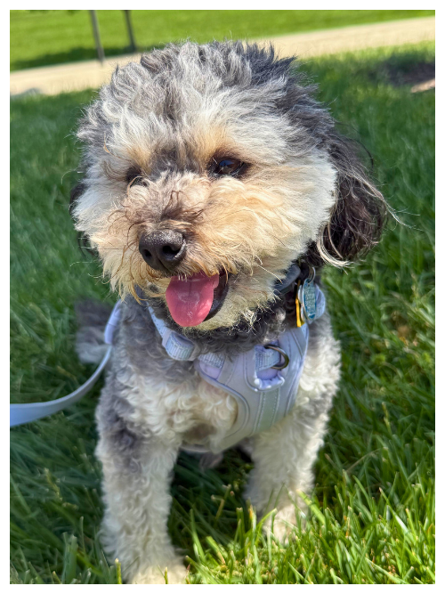 Woodward, Barketing  and Morale Manager + Paw-alegal