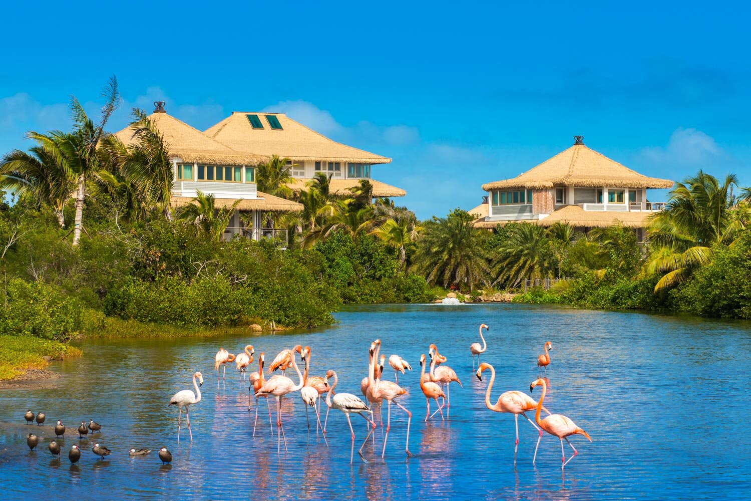 moskito-island-flamingo-lake