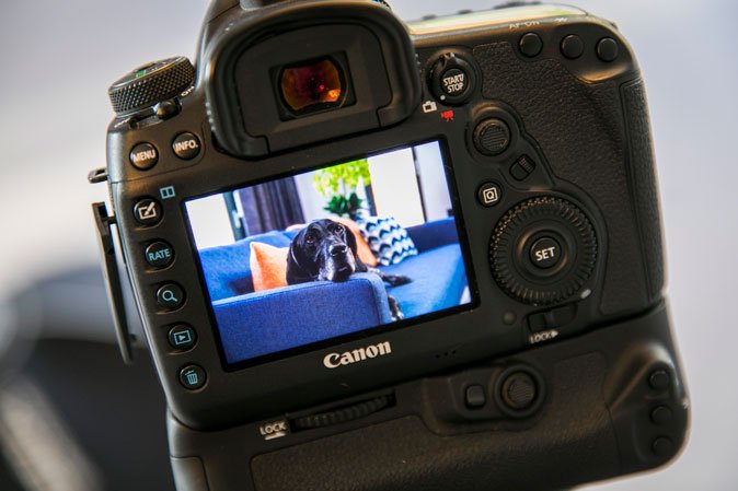 behind-the-scenes-photographing-dogs-for-rectory-homes.jpg
