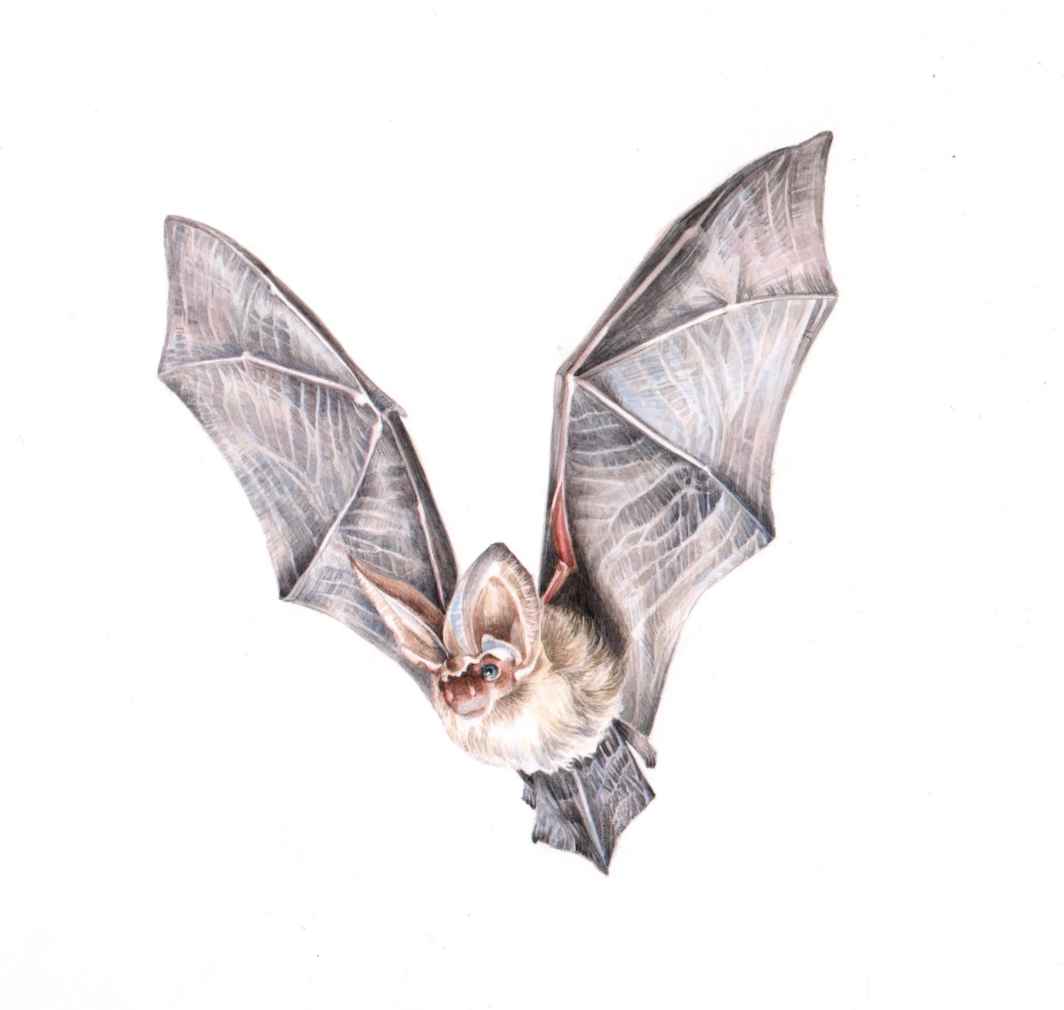 Greybigearedbat 1.jpg