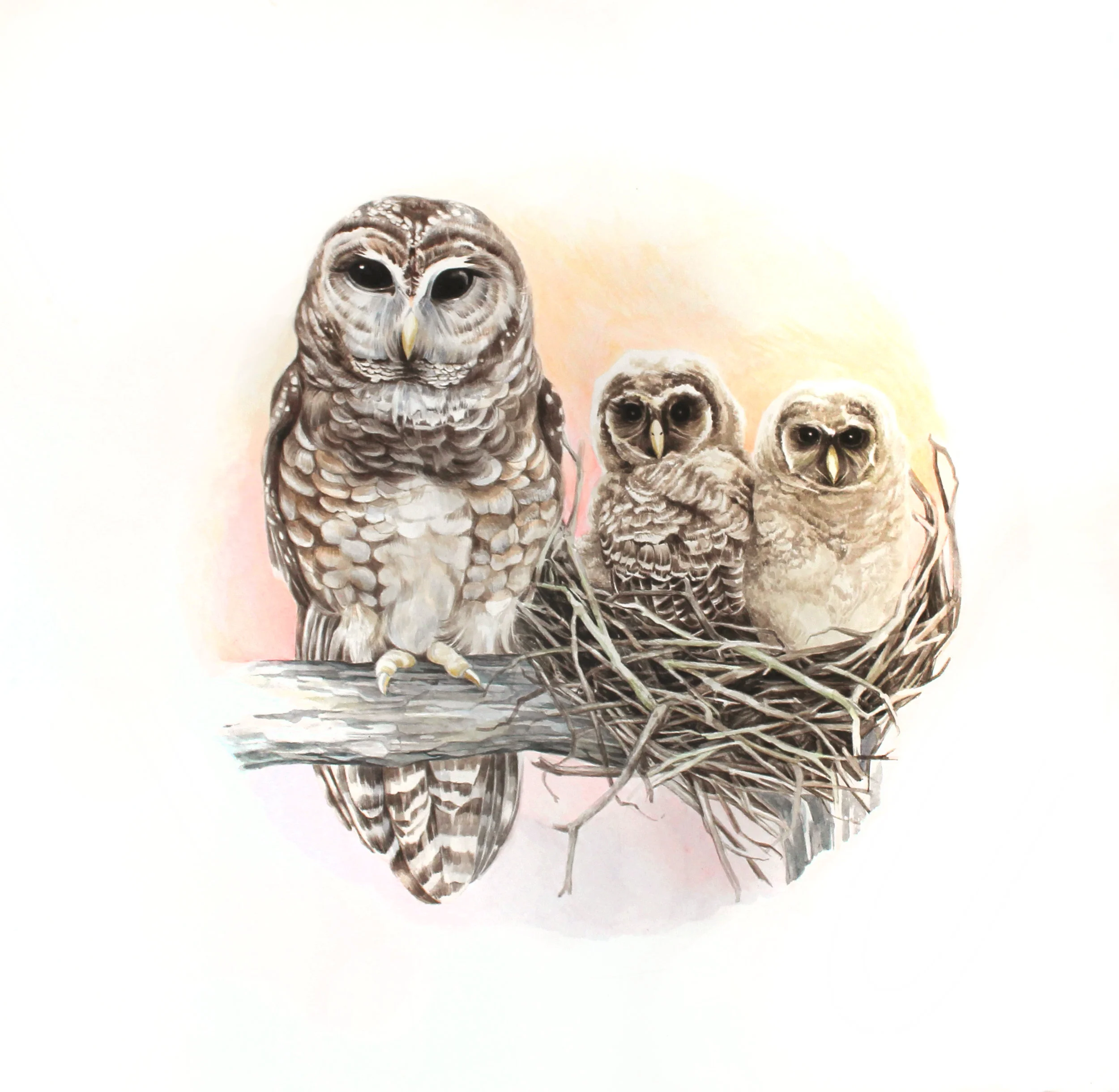 mexicanspottedowl.jpg