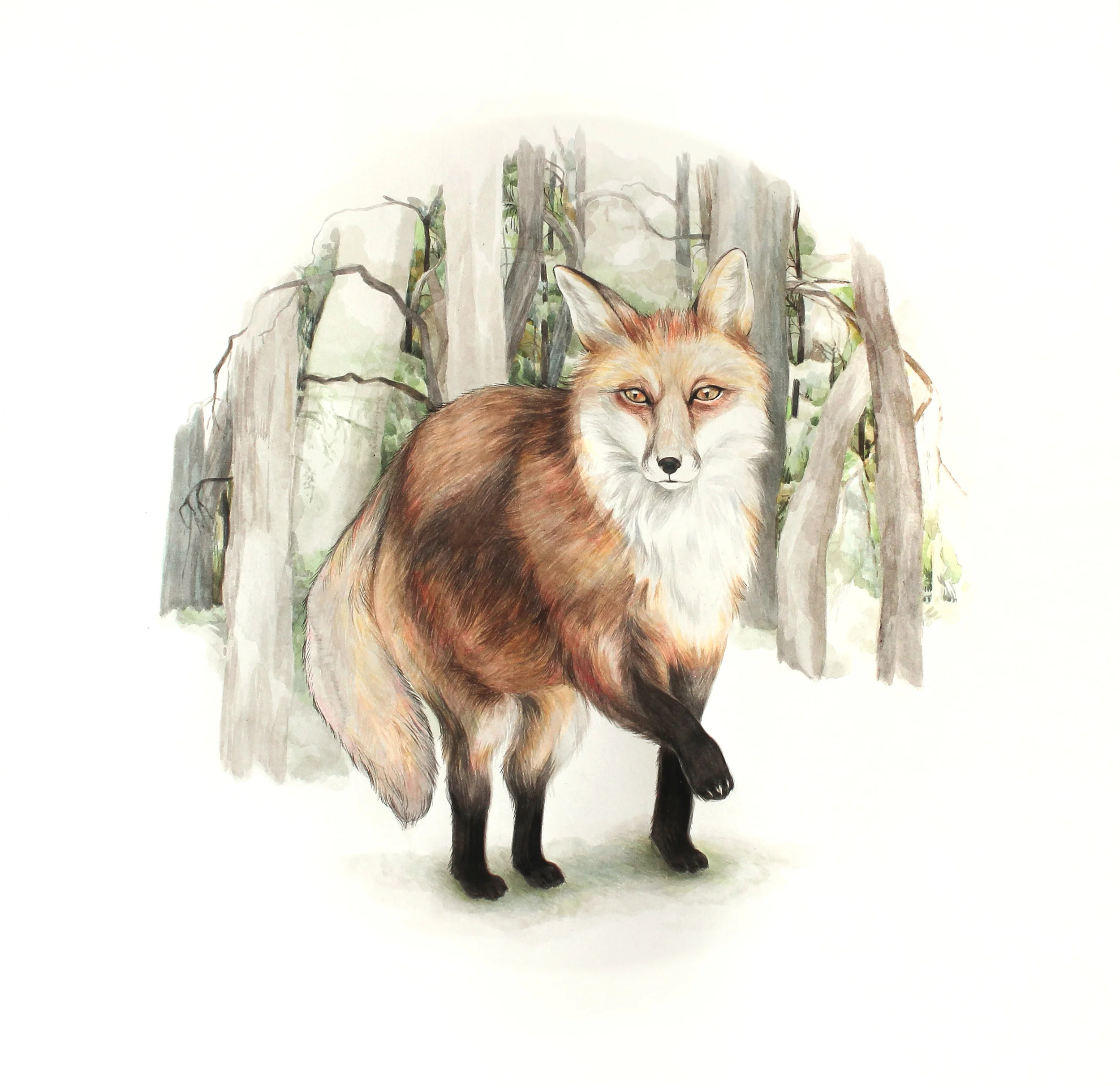 sierranevadaredfox.jpg