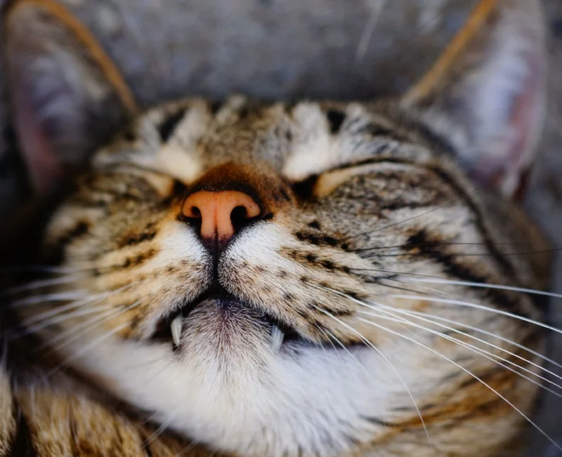 All About Happiness - Cute Animals