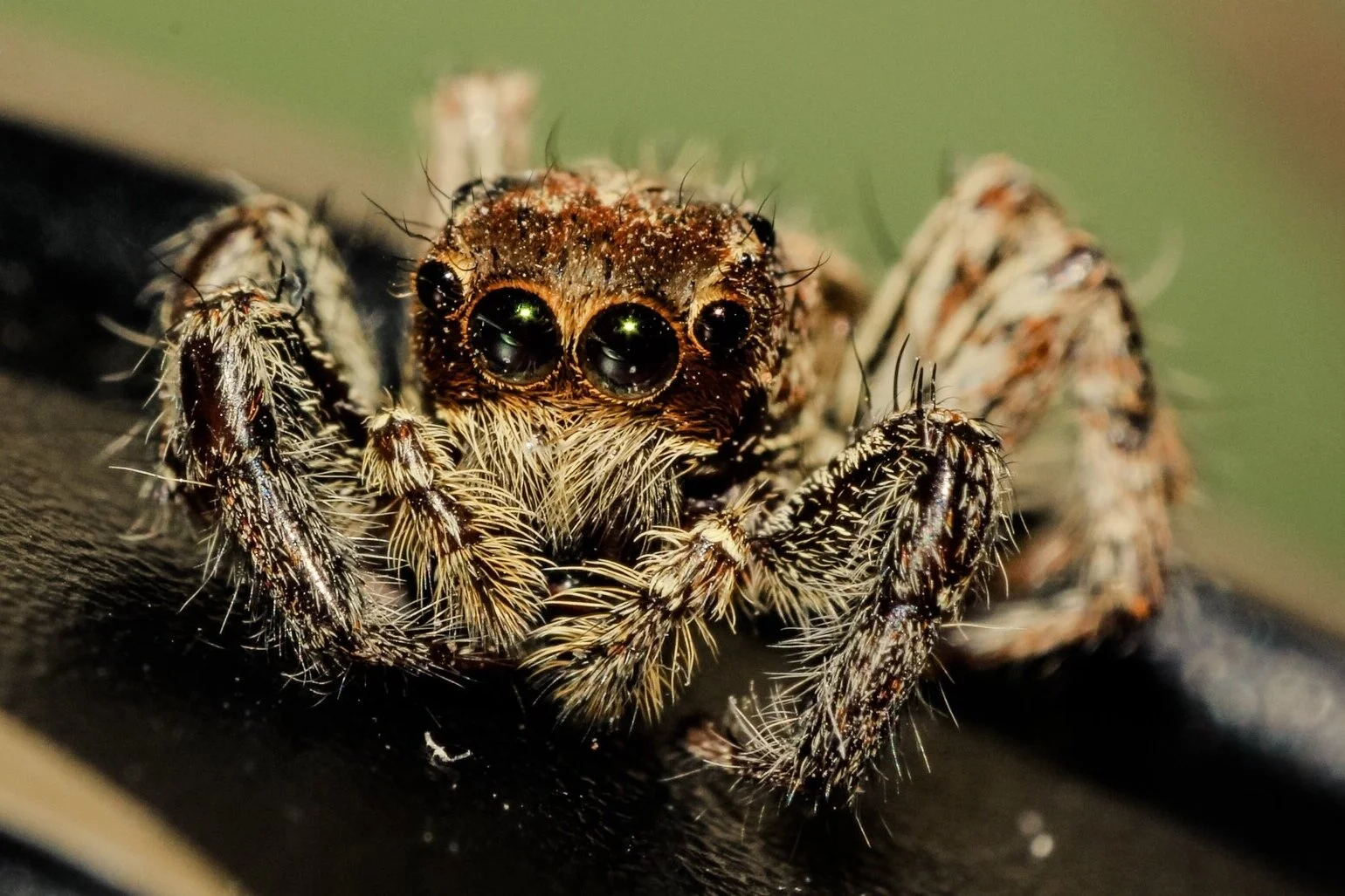 animal-spider