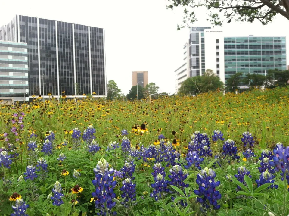 MD Anderson Prairie 3_Christine Mansfield.jpg
