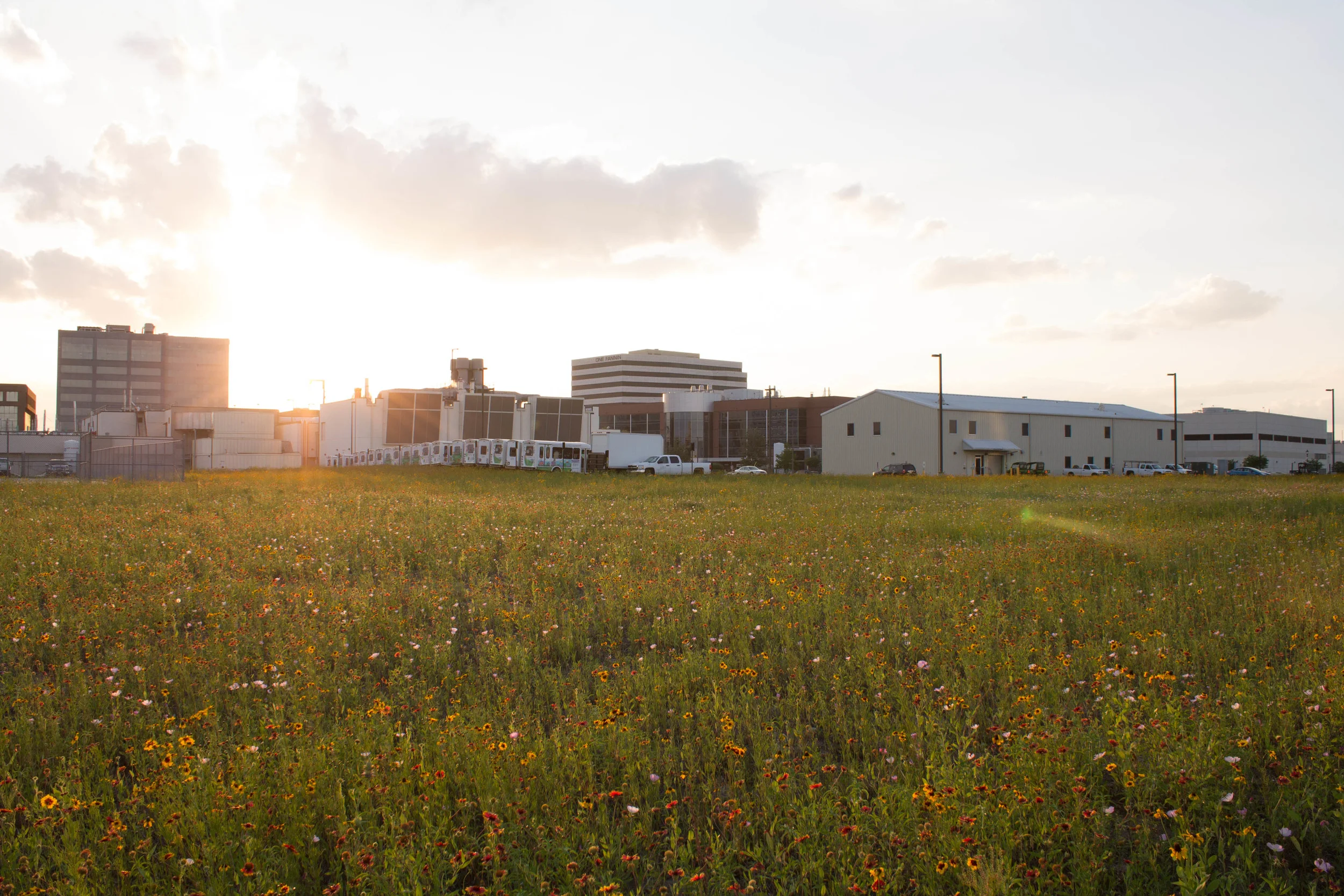 Medical Center Prairie Planting_Jaime Gonzalez.jpg