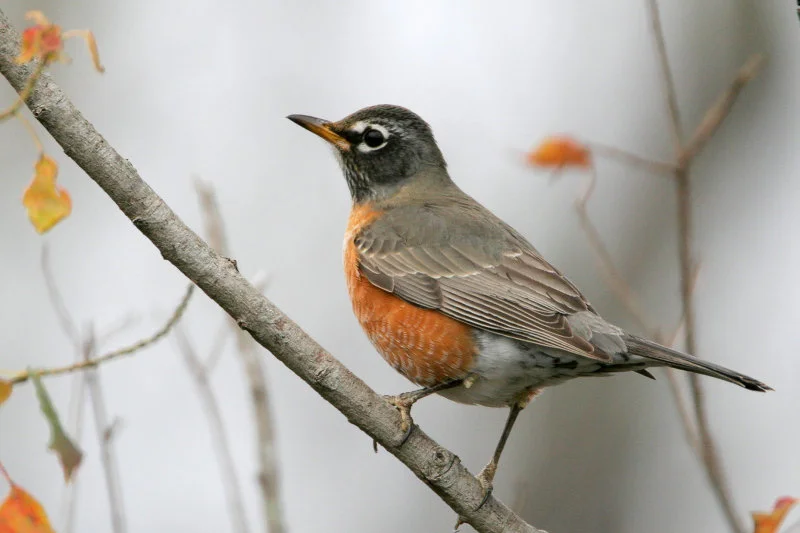 American Robin-Greg Lavaty