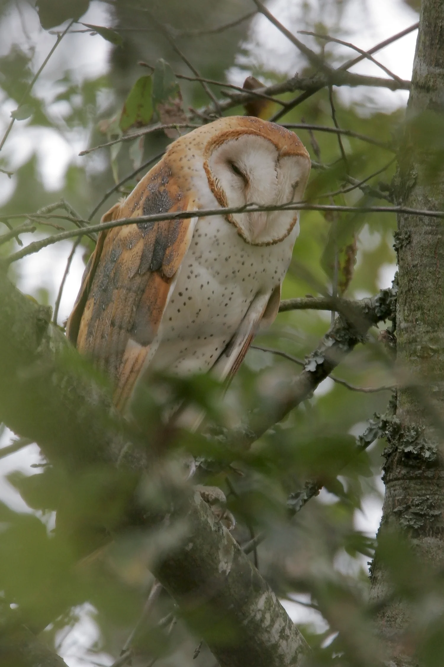 Barn Owl-Greg Lavaty