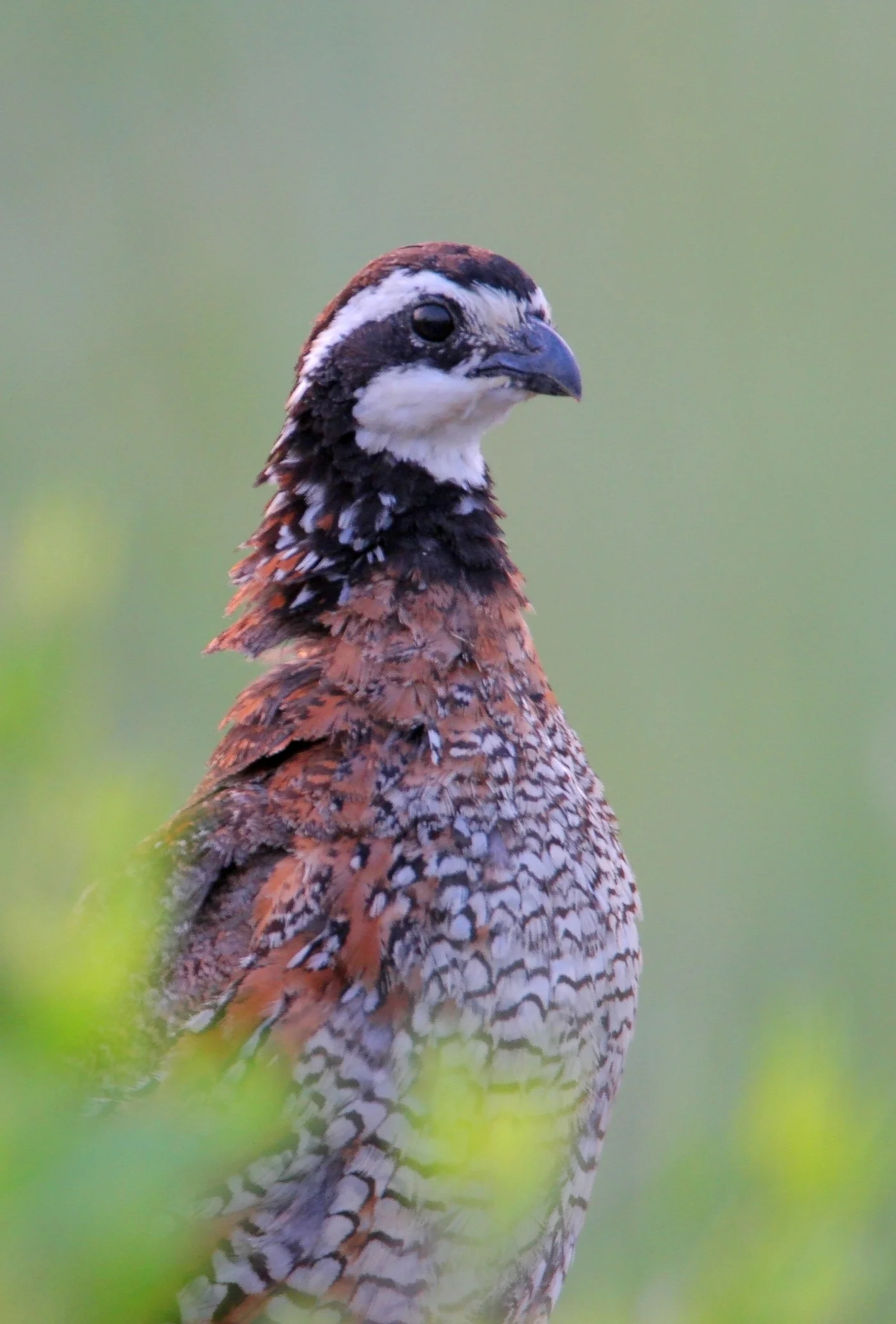 Bobwhite Quail-Greg Lavaty