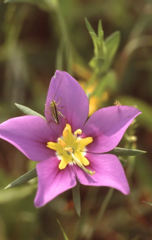 Meadow Pink-Michael Morton