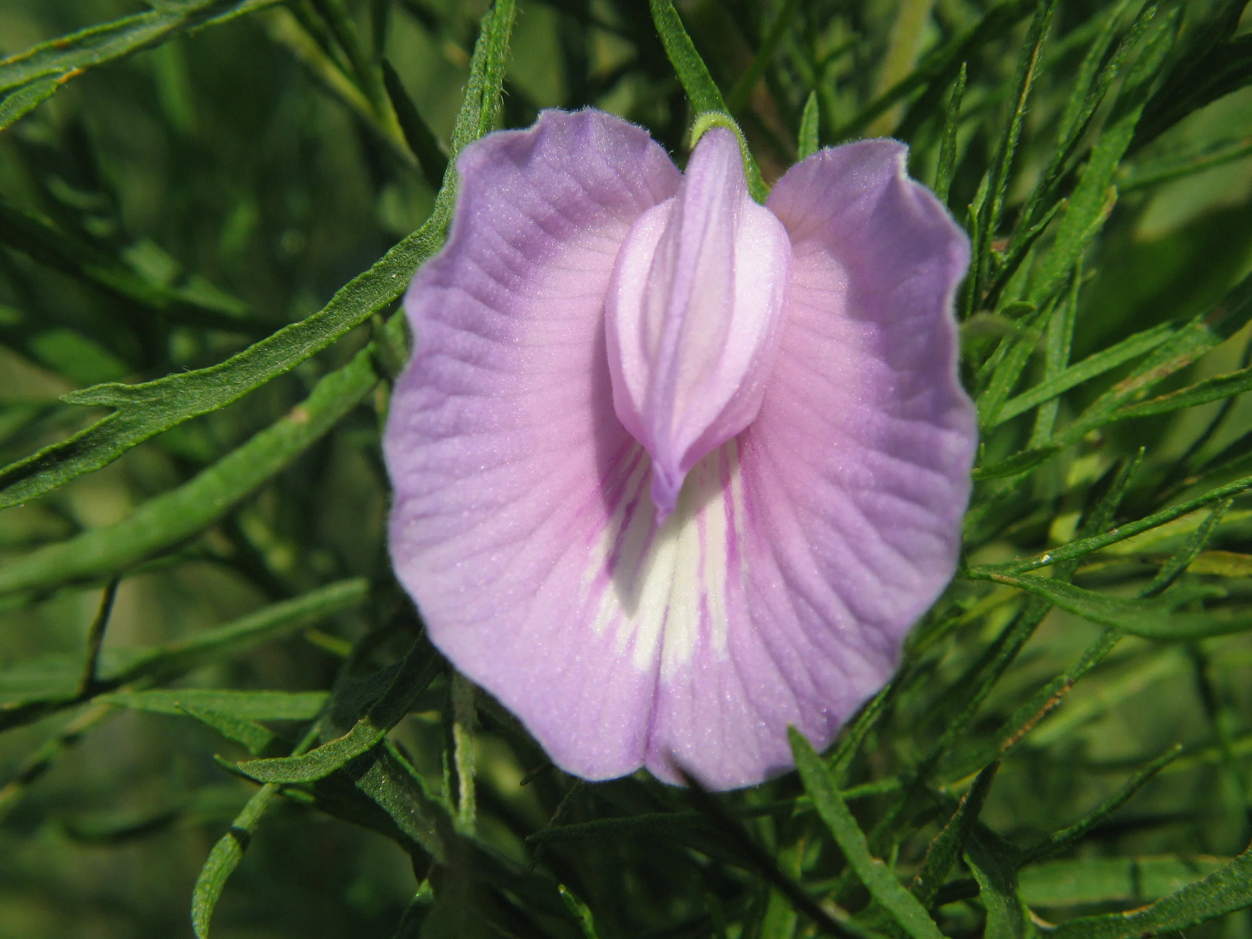 Butterfly Pea-Jaime Gonzalez