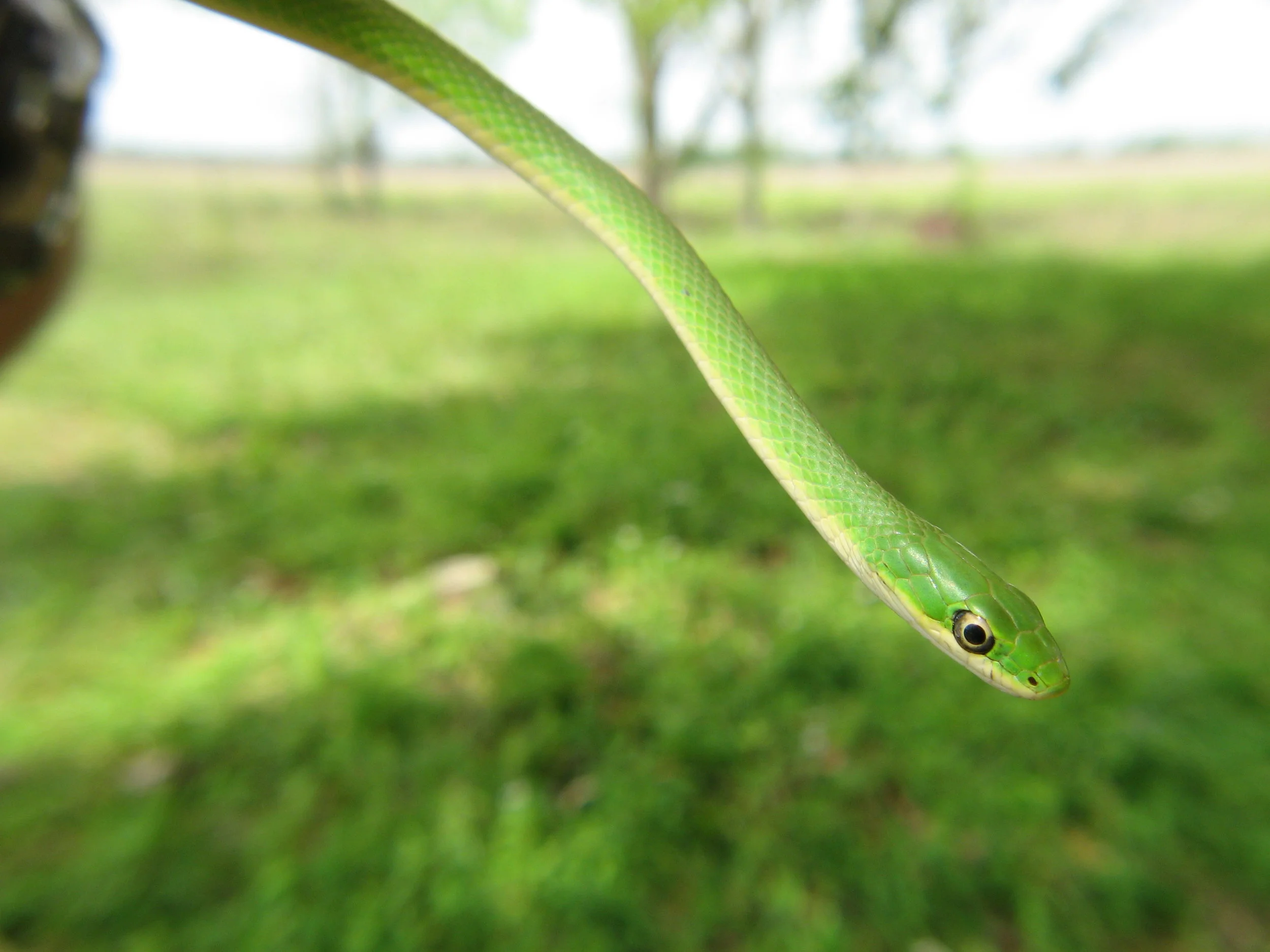 Rough Green Snake-Jaime Gonzalez