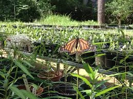 The Natives Nursery at Houston Audubon is a good place to find prairie plants. Photo by Houston Audubon.