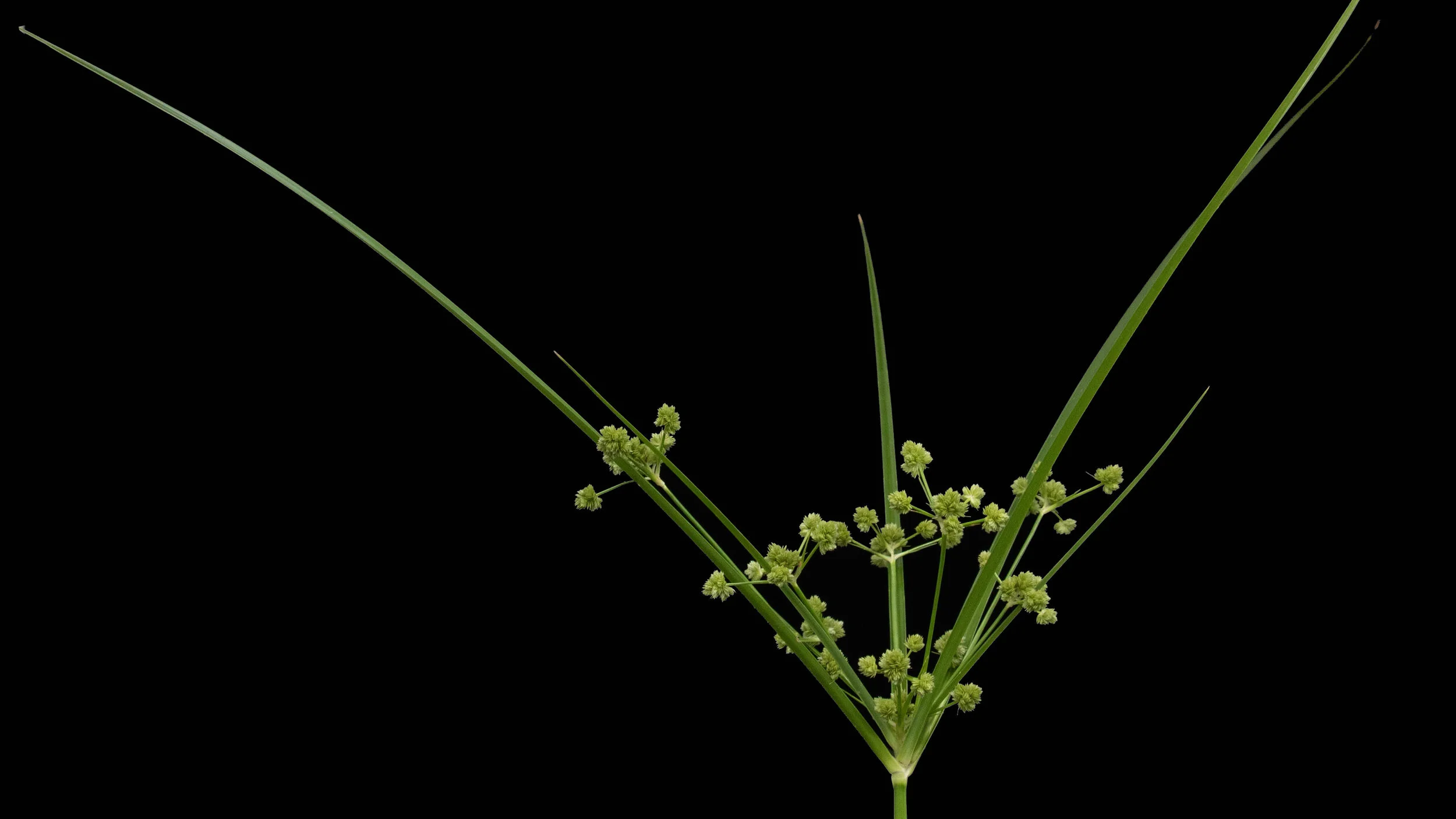 Species like this invasive sedge can sink a successful planting. Plan to spend extra weeding time during the first 6-8 months after planting. Photo by Jaime Gonzalez.