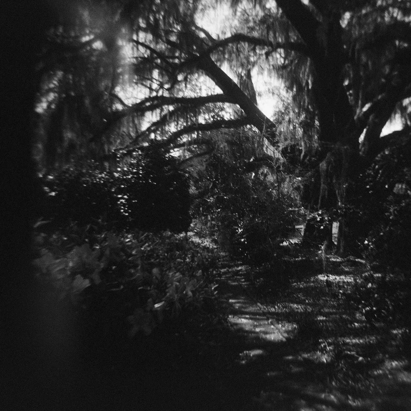 edisto_mceaddy_s.jpg