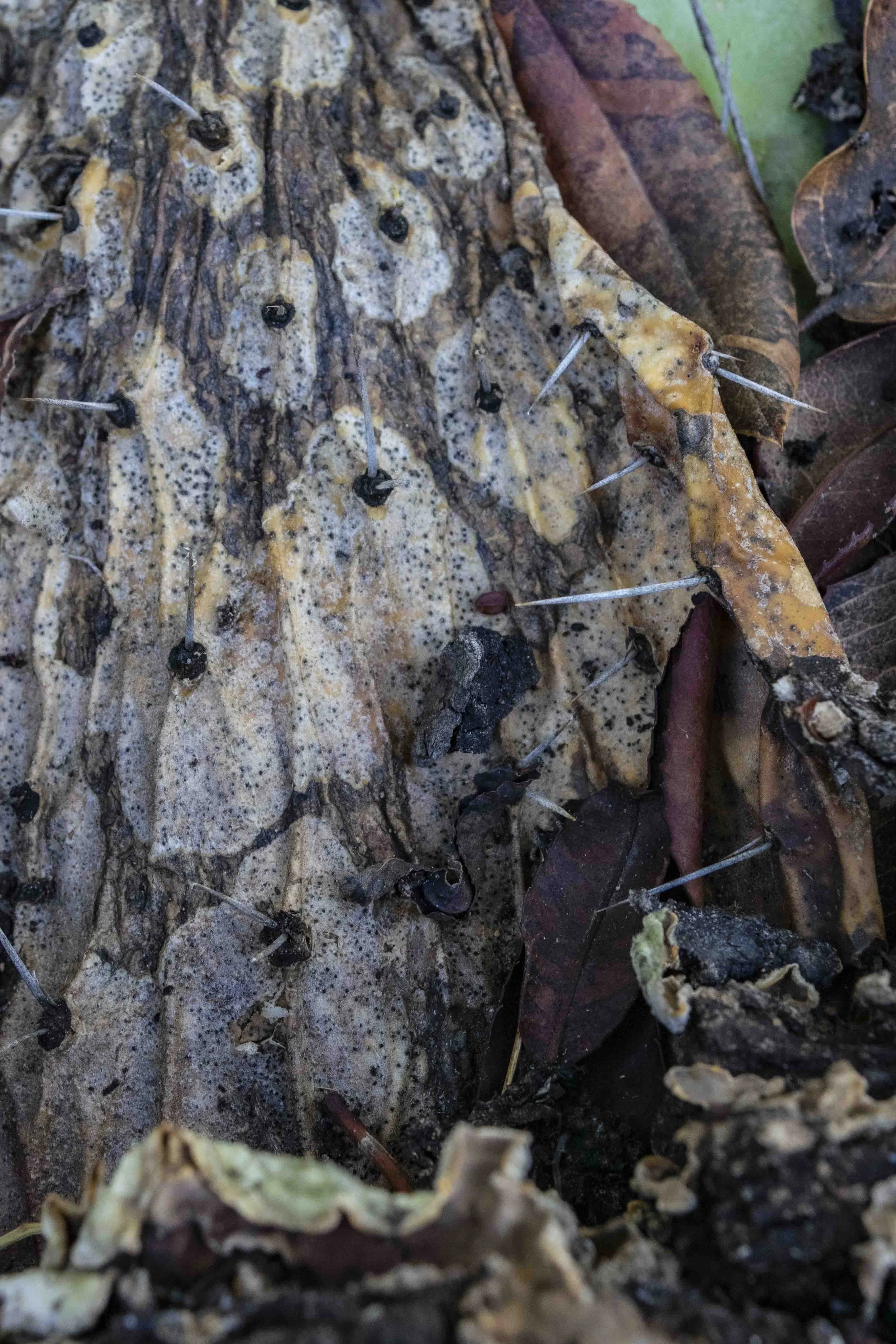 Abstract-1.jpg