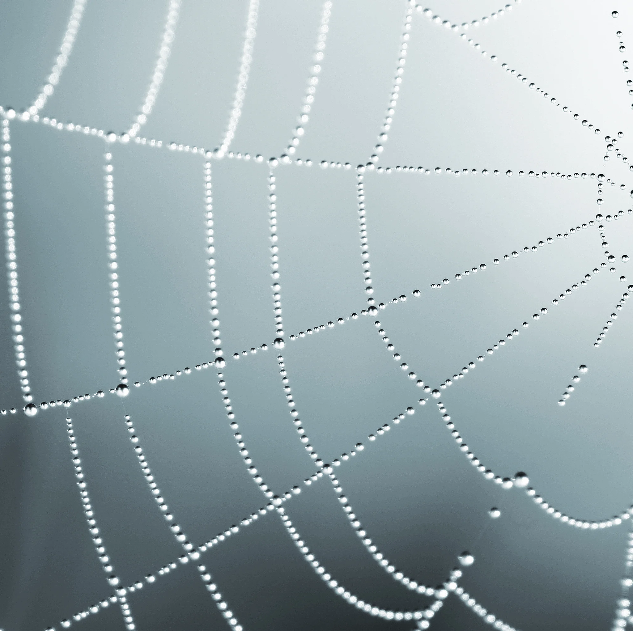 web.jpg
