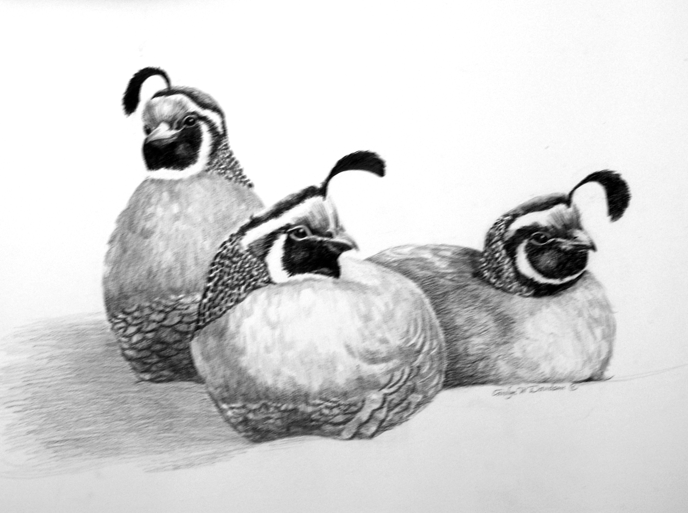 California Quail