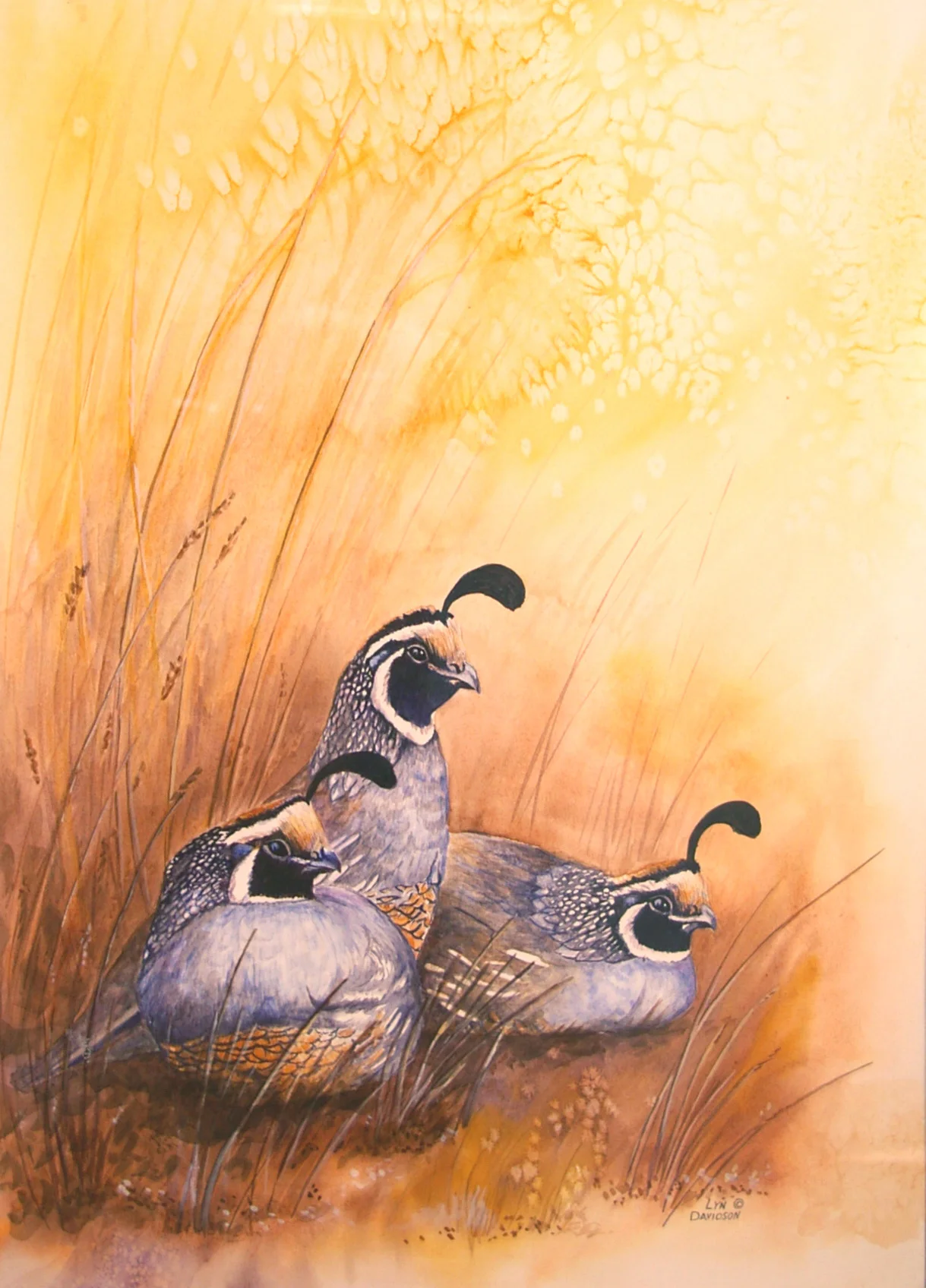  California Quail 