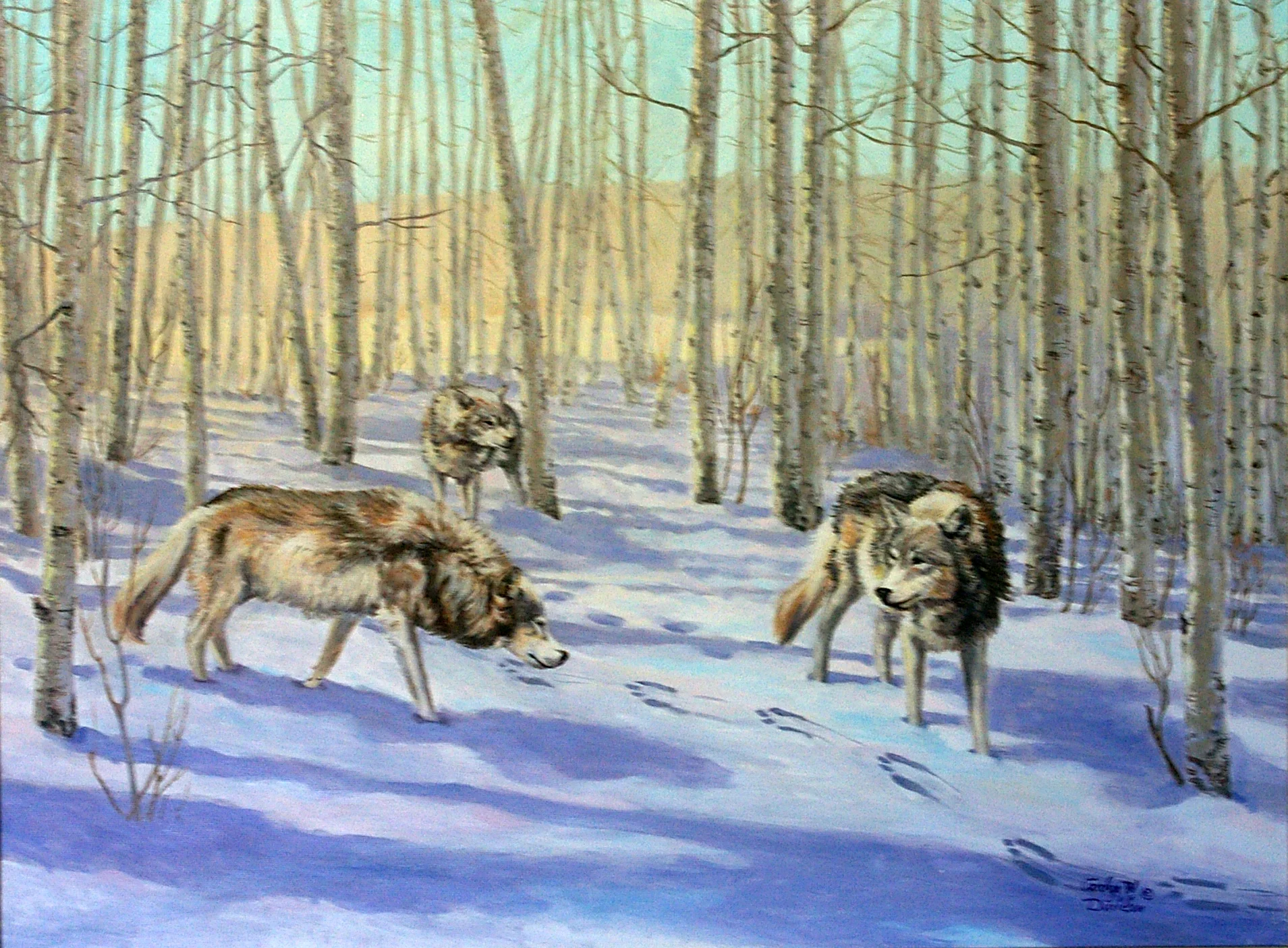  Wolves in Yellowstone 