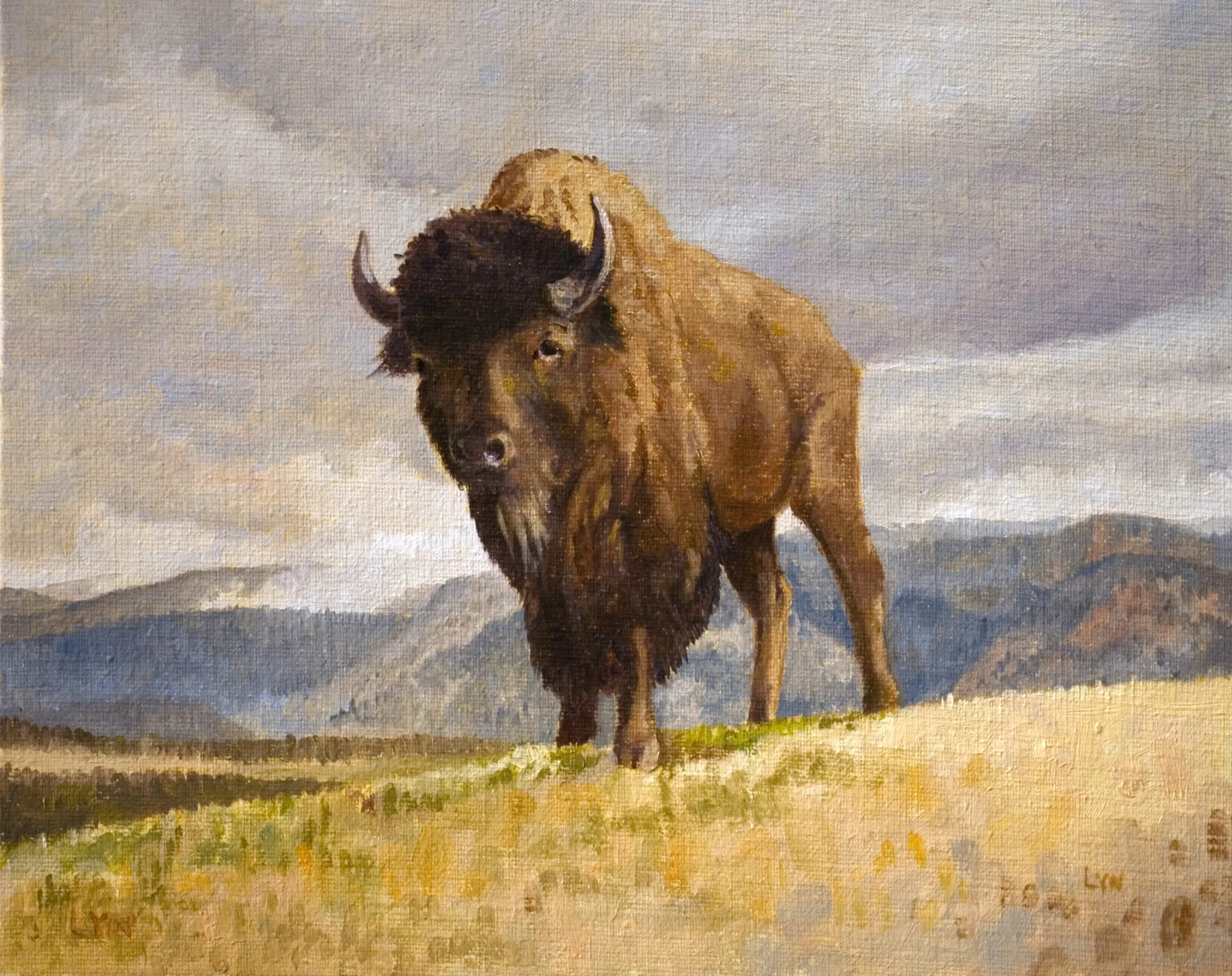  Yellowstone Buffalo (Bison) 
