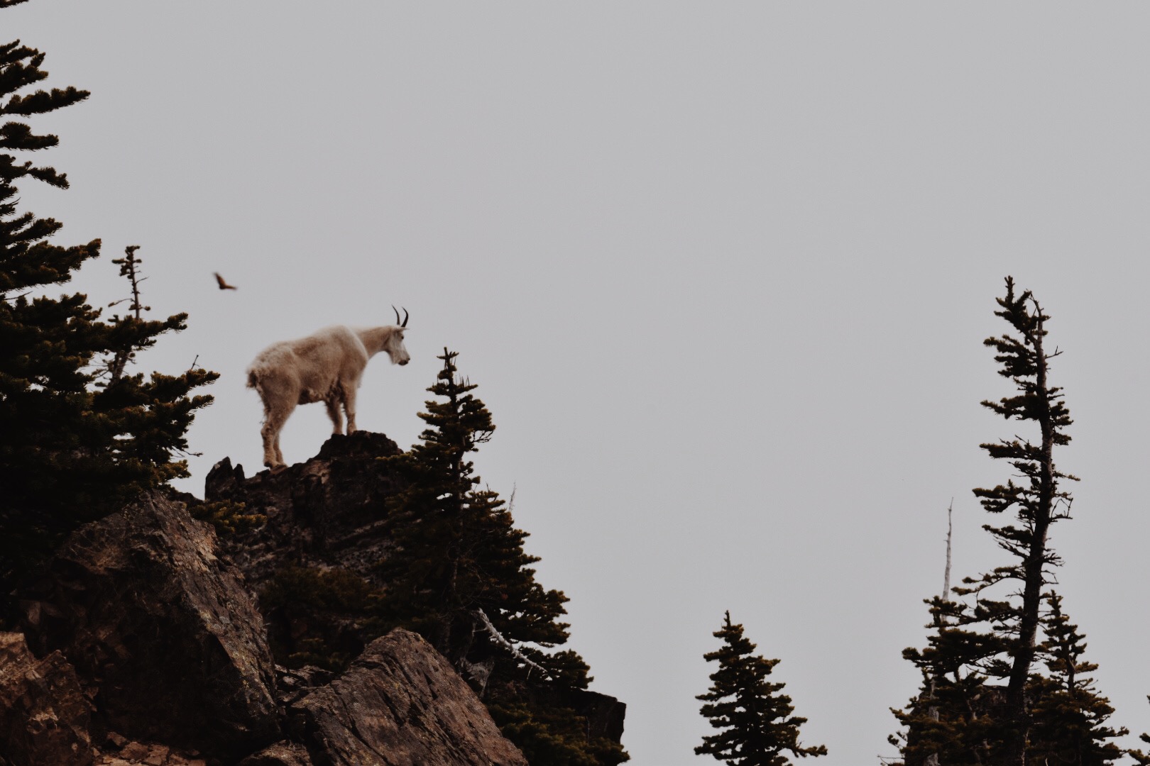 You and Mountain Goats: Mountain goats are wild animals. If they're in your way throw rocks near them and they'll move along. Don't turn around halfway through the hike and then tell everyone you pass on your way back that there's a vicious mountain goat on the trail ahead that was stalking you. Reports of goats with aggression towards people are taken seriously, and a ranger will be sent to "take care of it"