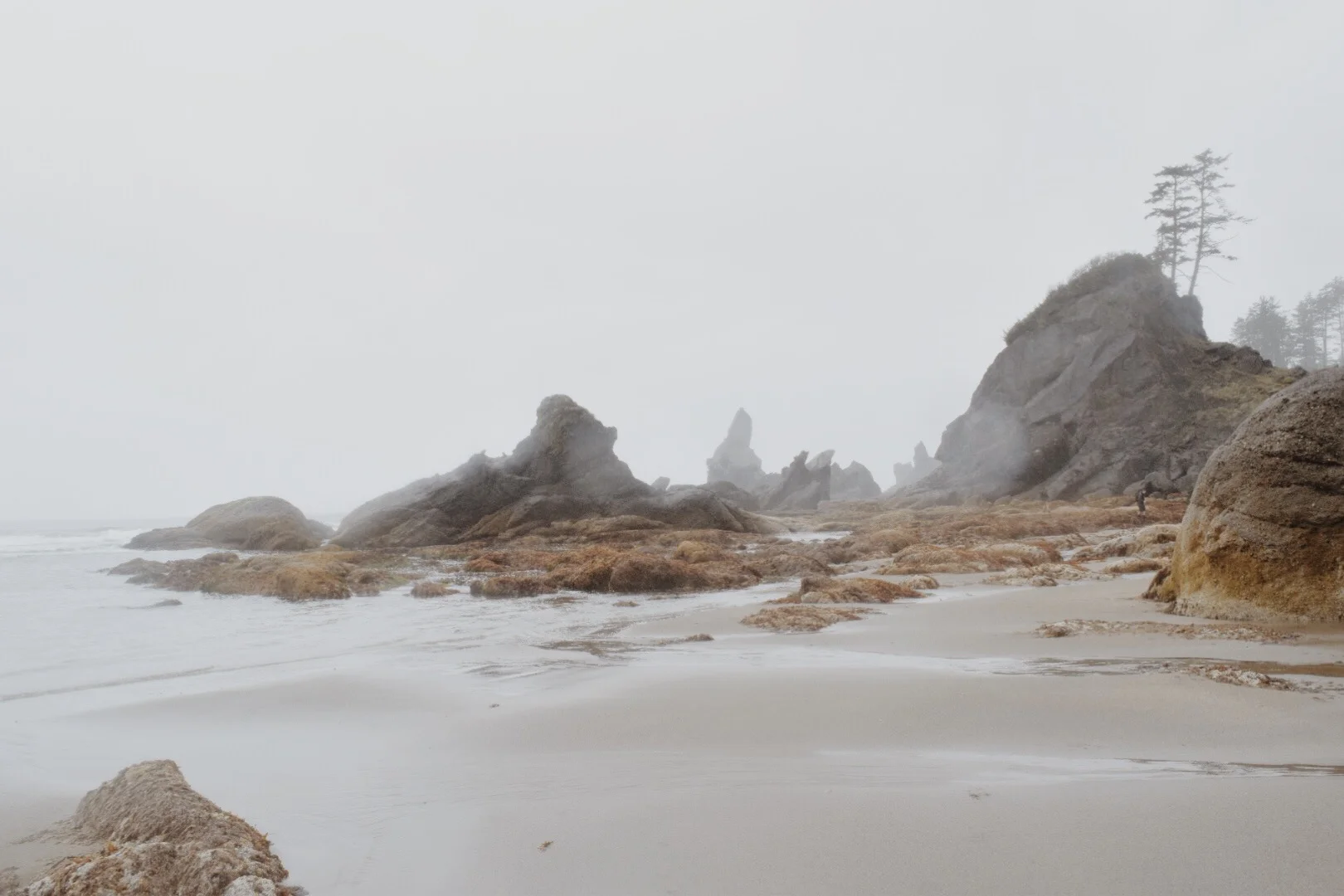 Goats, Vampires, and Shi Shi Beach