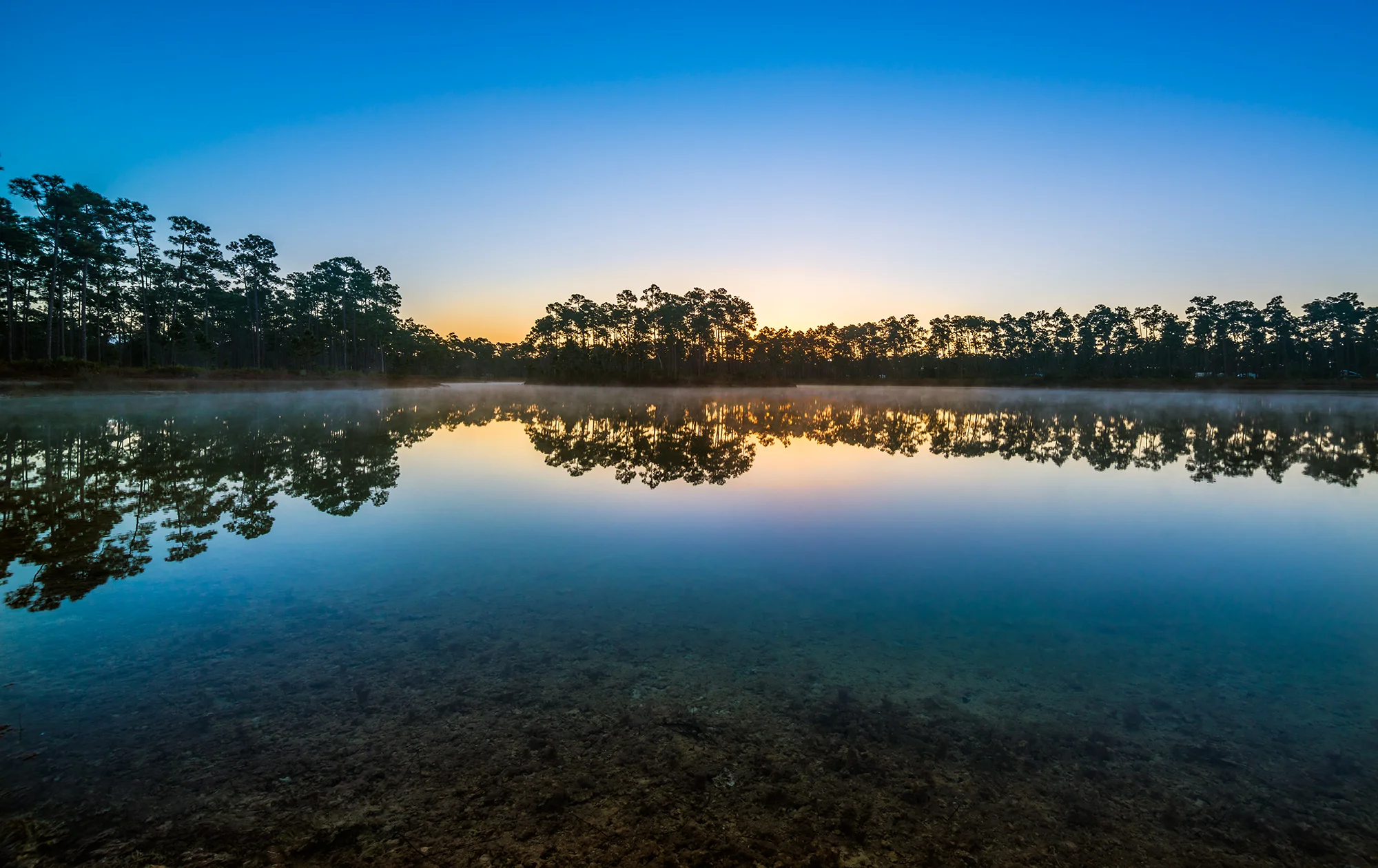 Pine Glades Foggy Sunrise.jpg