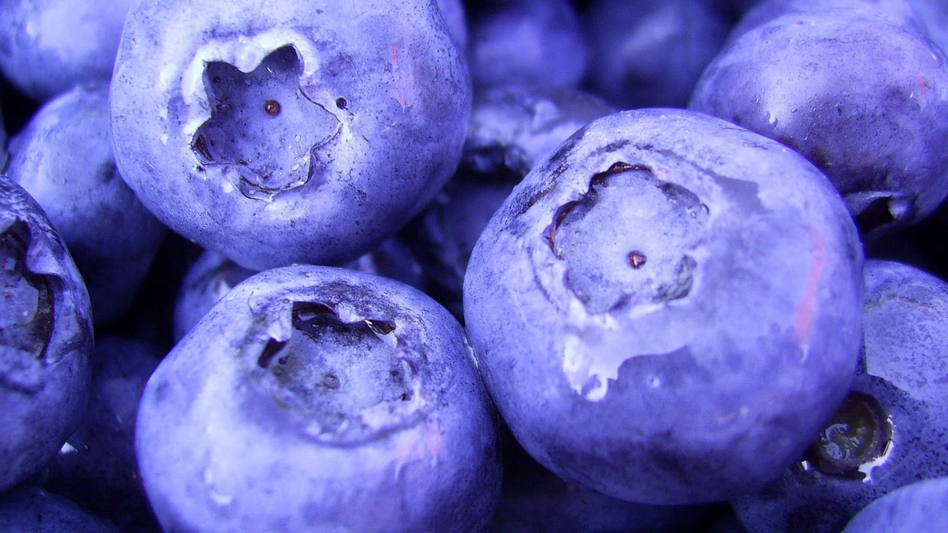 nature-fruits-food-plants-macro-berries-blueberries.jpg