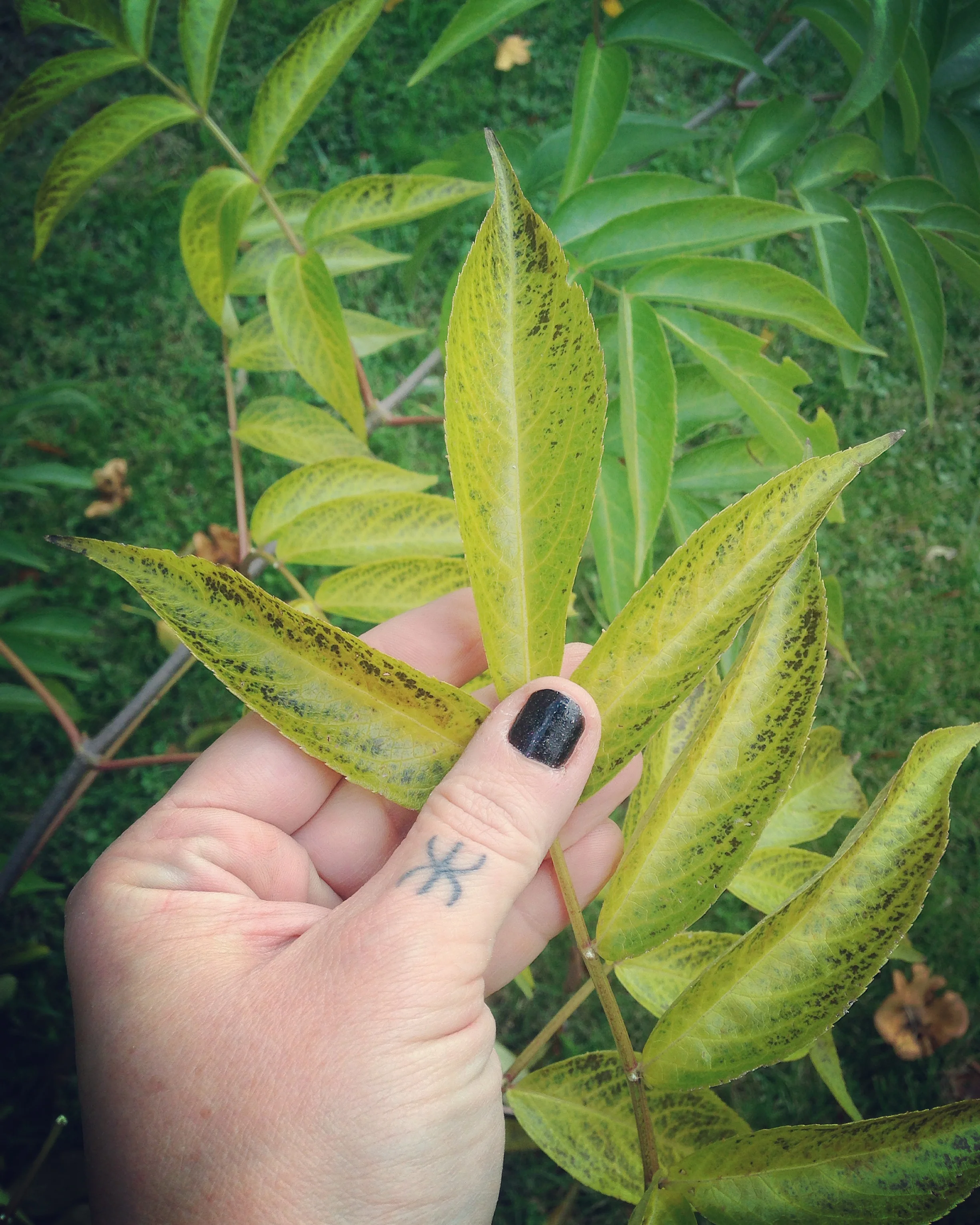Northern Elder ( Sambucus Canadensis ) after first frost 2015