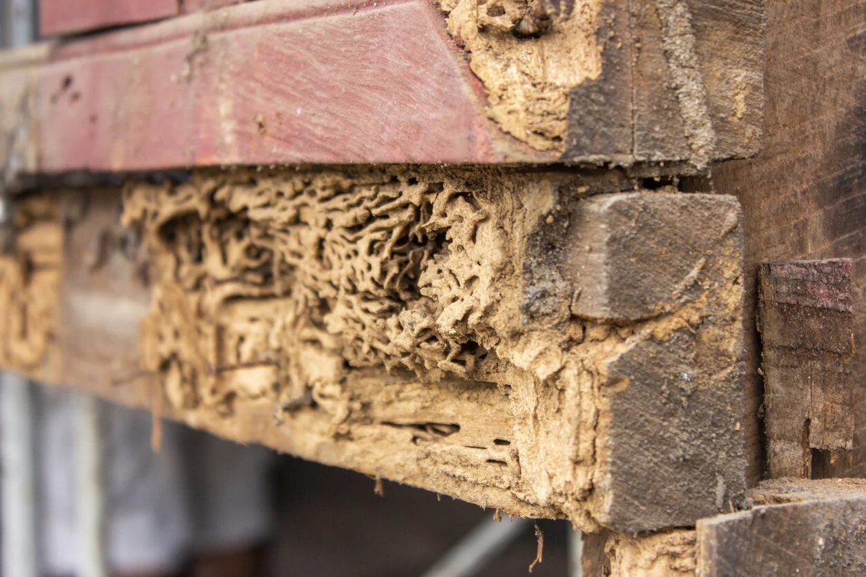sps-home-inspections-pest-inspections.jpg