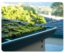 Why Cleaning Your Roof Is Important in Western Washington