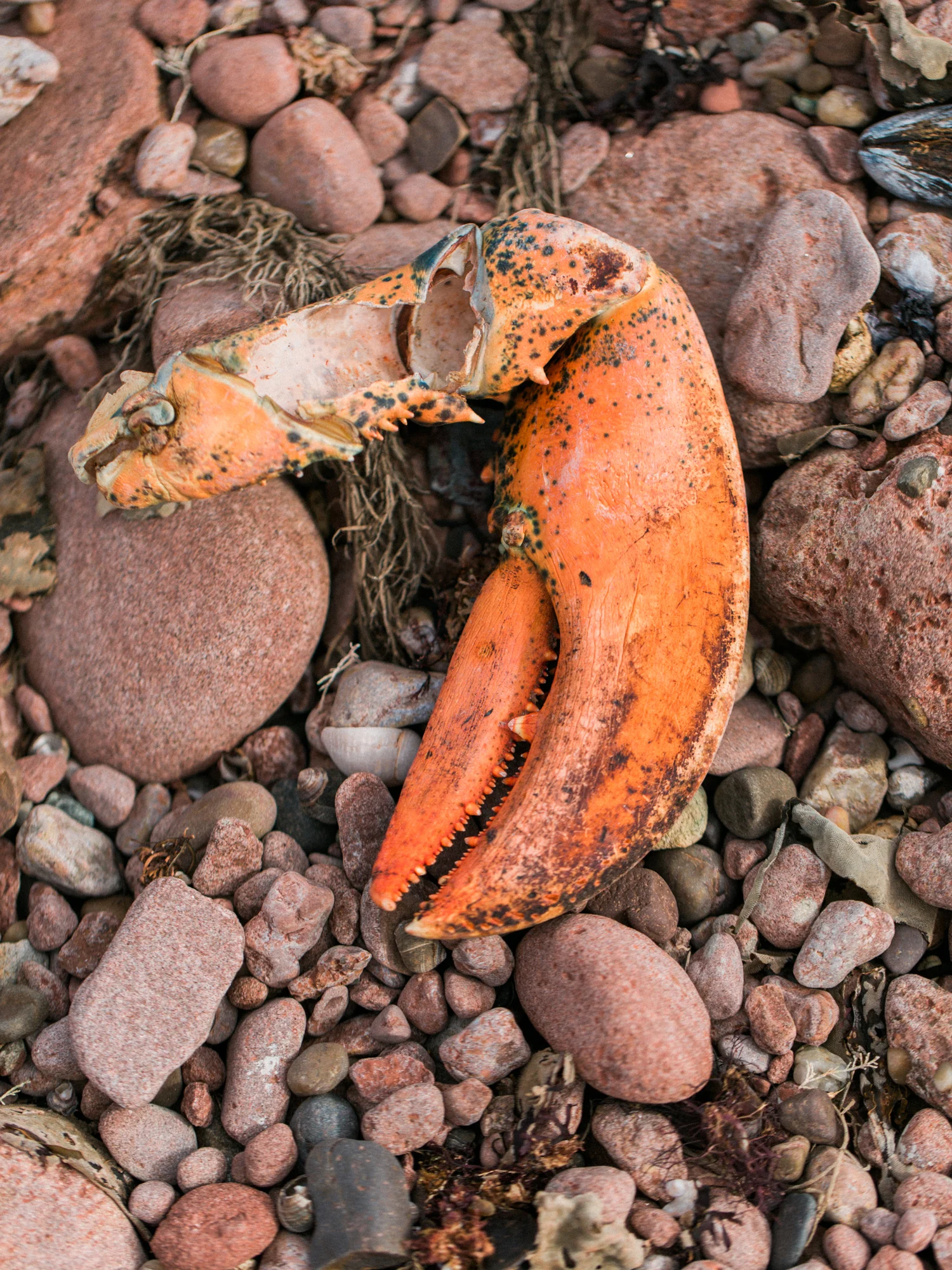 These lobster claws were so huge! I wish I had taken a picture of my hand next to it for scale, it was twice the size!