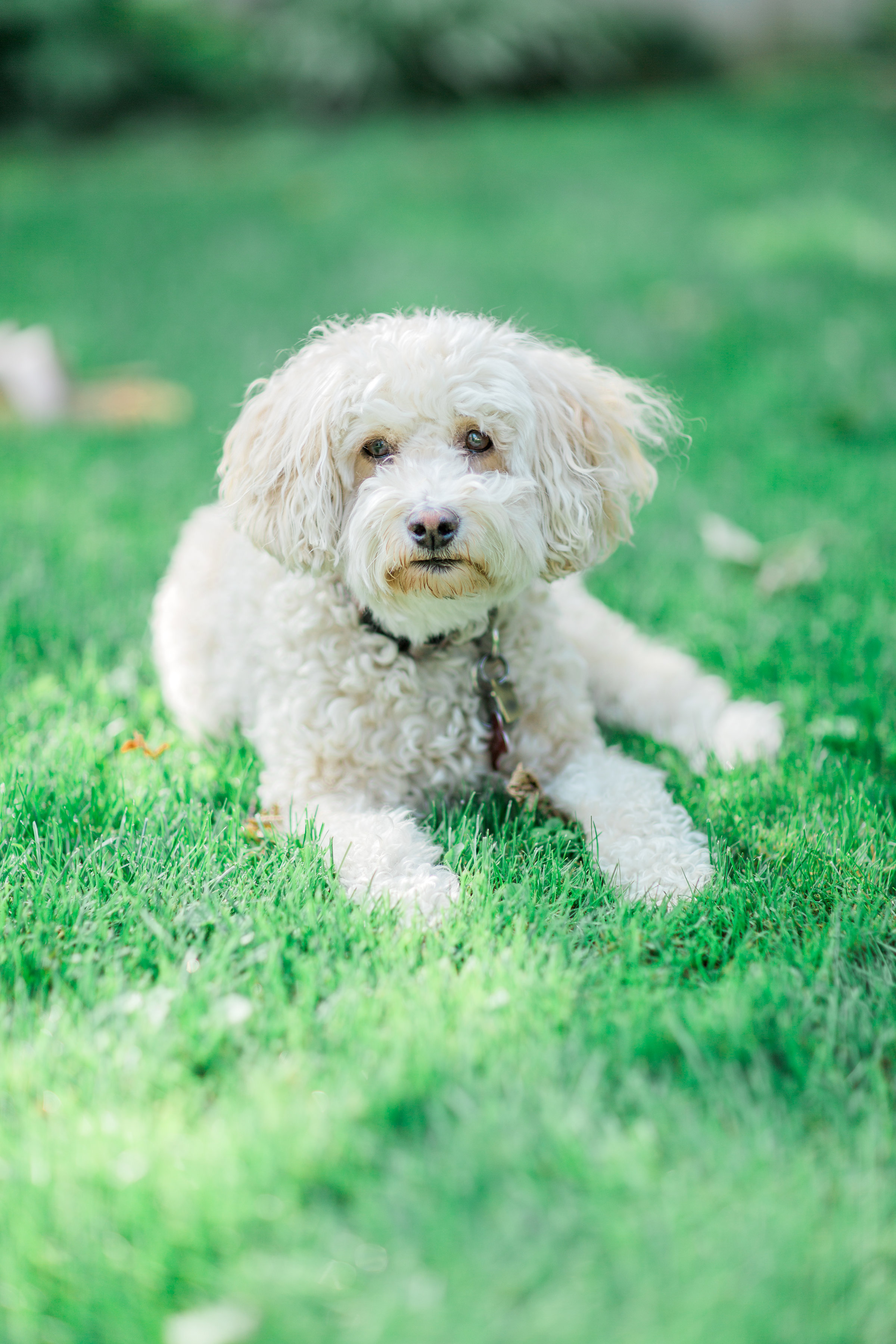 DanielleGiroux_AmirGolbazi_Shapiro_FamilySession_4047.jpg