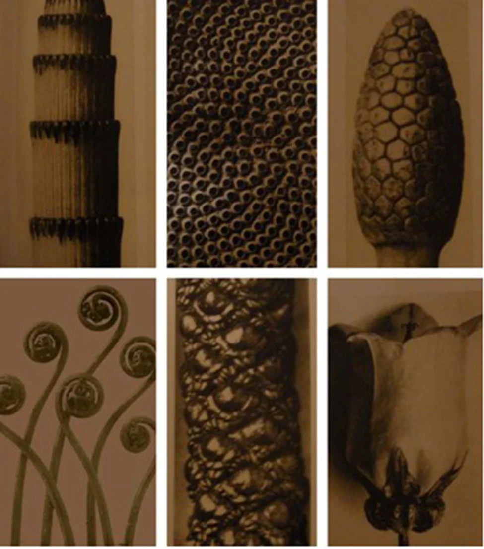 Six scripts for karl blossfeldt