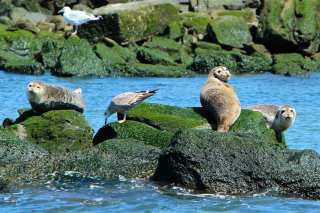 Harbor Seals in New York Harbor