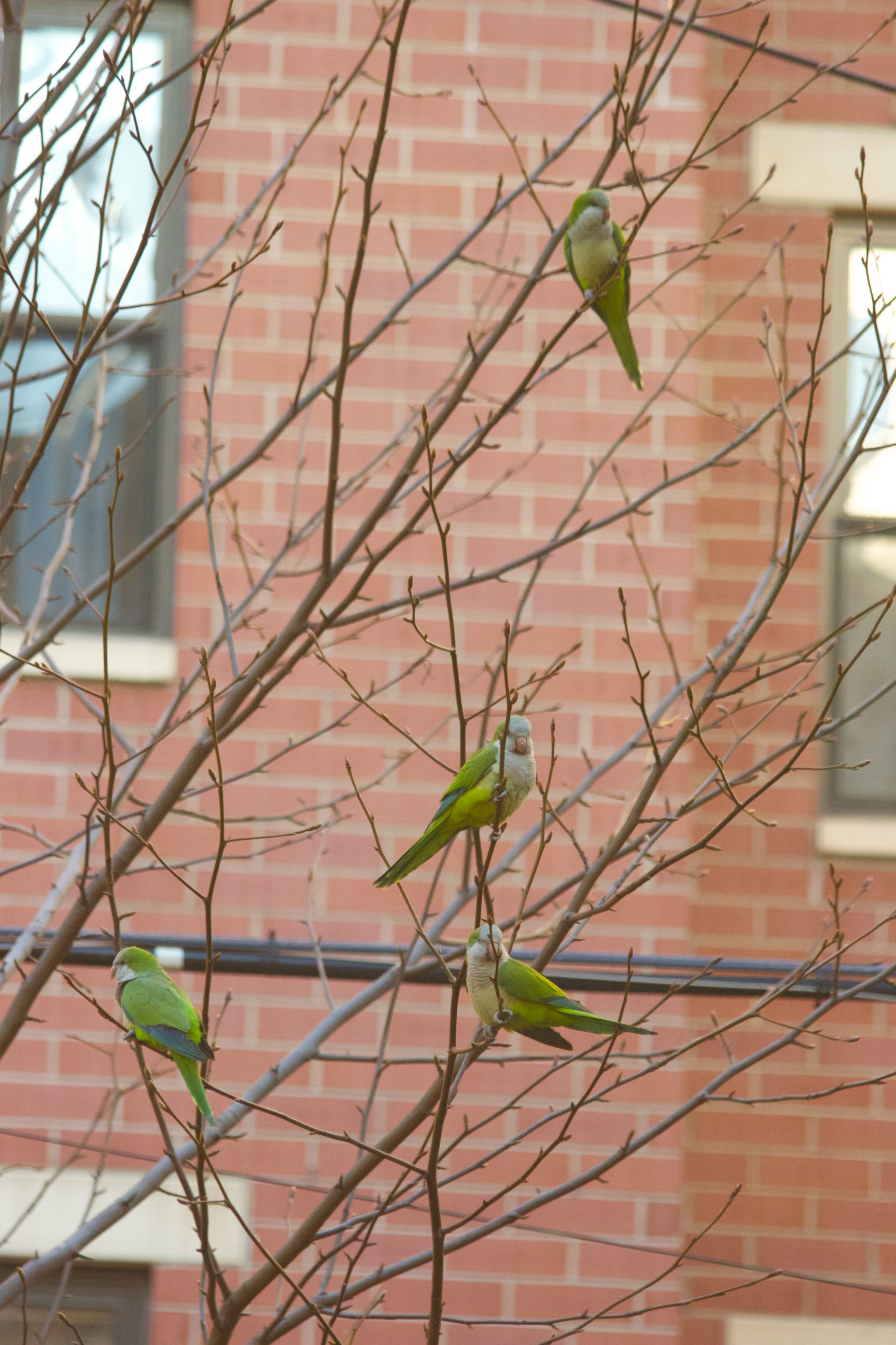 Wild Quaker parrots in Harlem