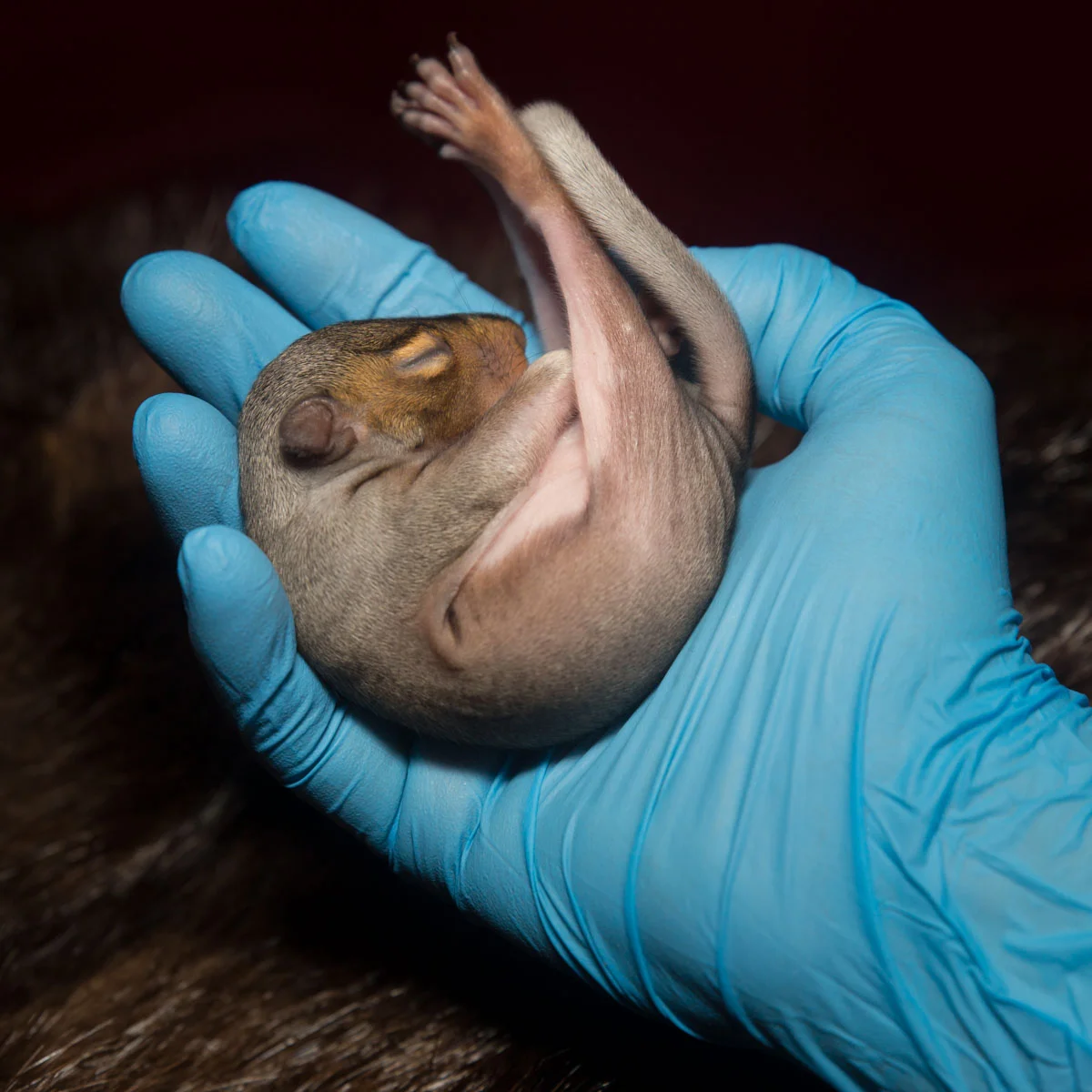 Baby Squirrel Rehab Class