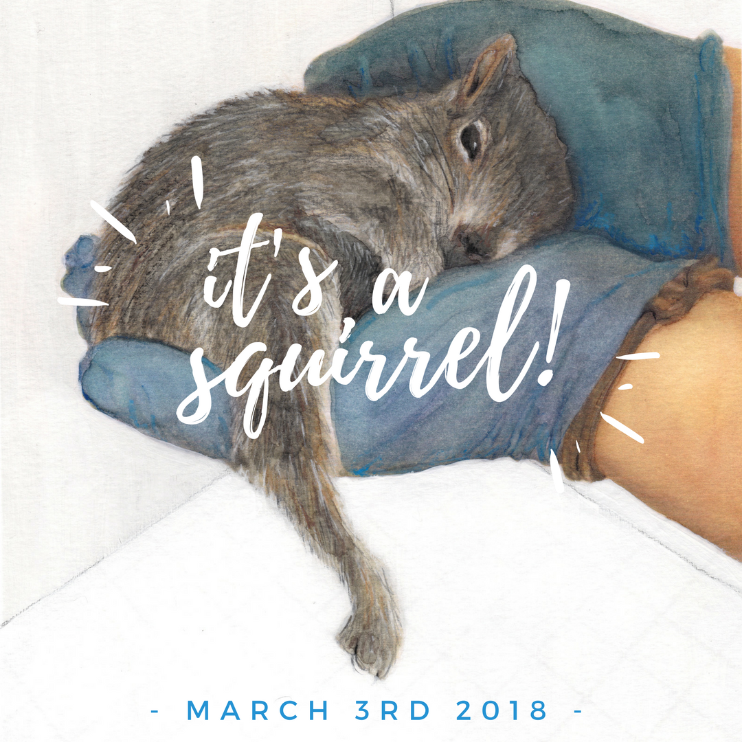 It's a Squirrel! a wildlife baby shower