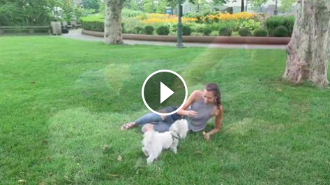Sit, jump, roll over and play with your dog all day! Denim made with LYCRA® fiber offer flexibility, durability and a long-lasting shape so you can move freely. #LYCRAMovesYou #Play #BFF #denim #dog #havanese  
