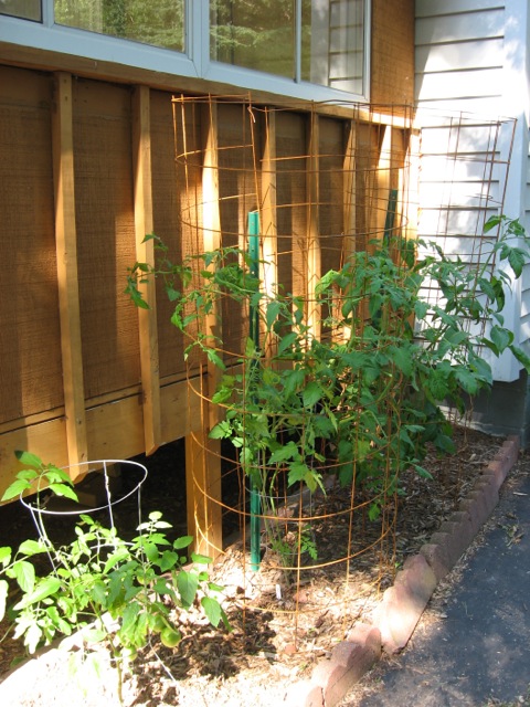 Tomato Prisons