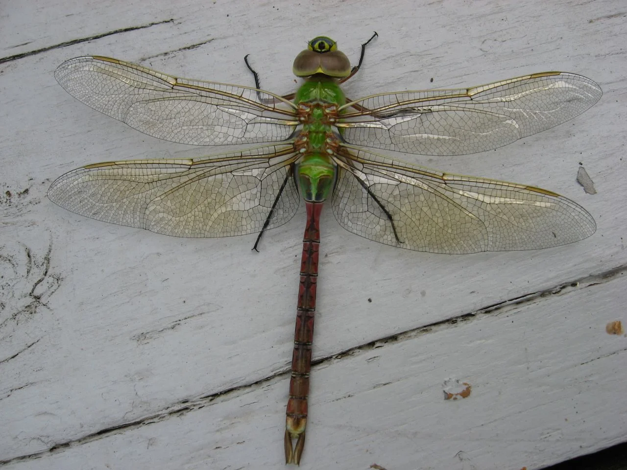 Dragonfly Sleeper
