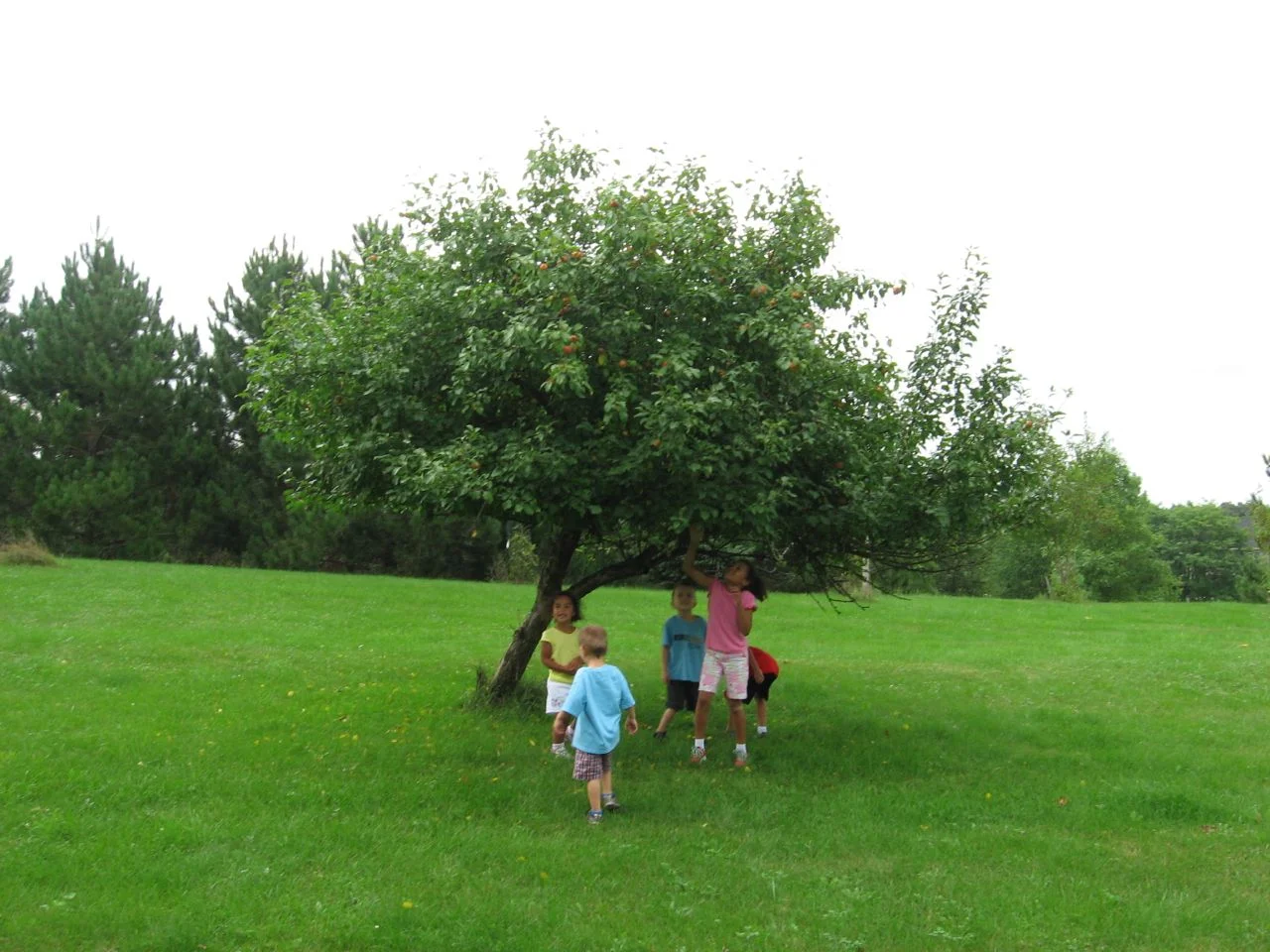 Tree ID with Schlichts