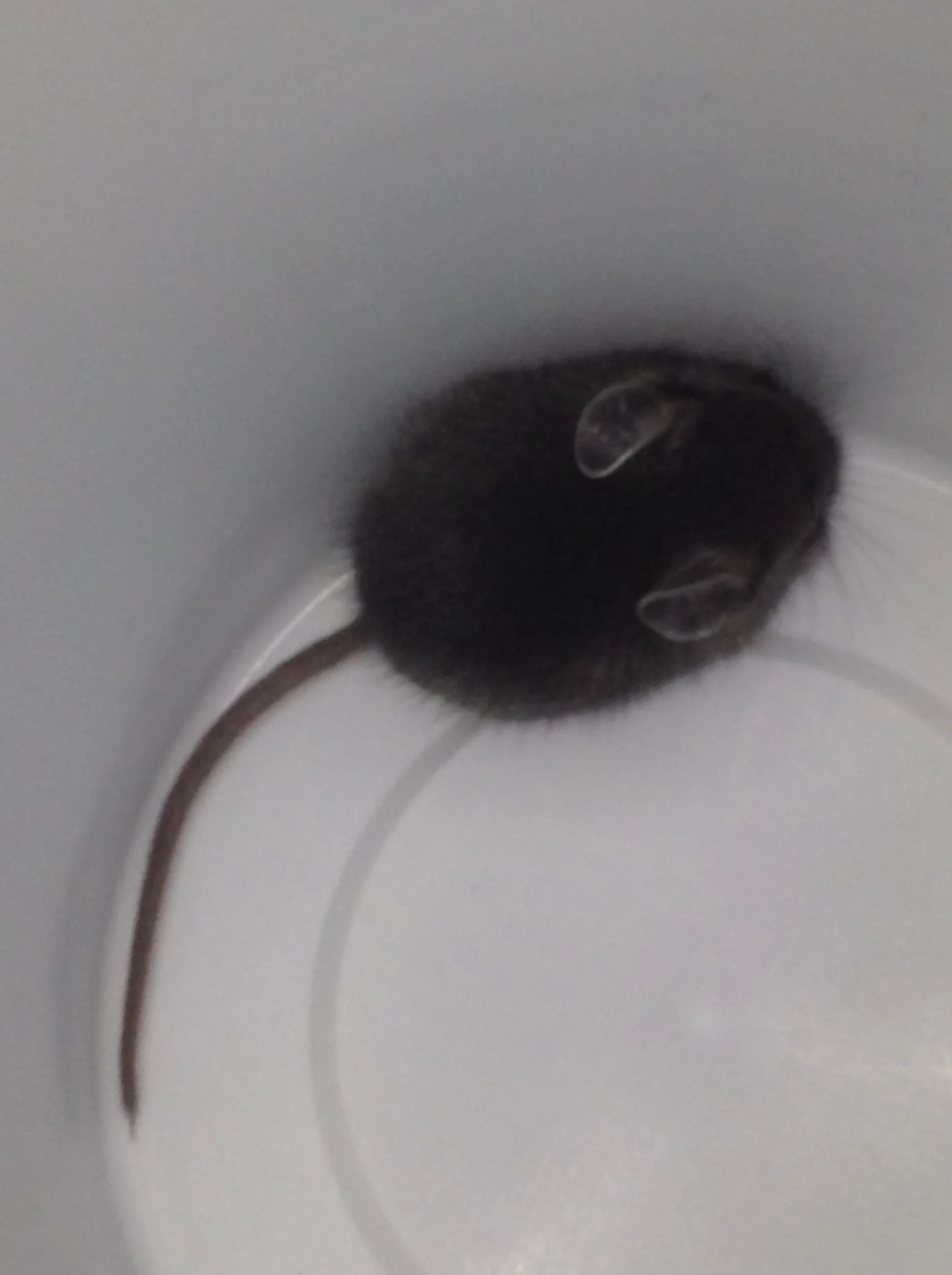 Cute baby mouse!