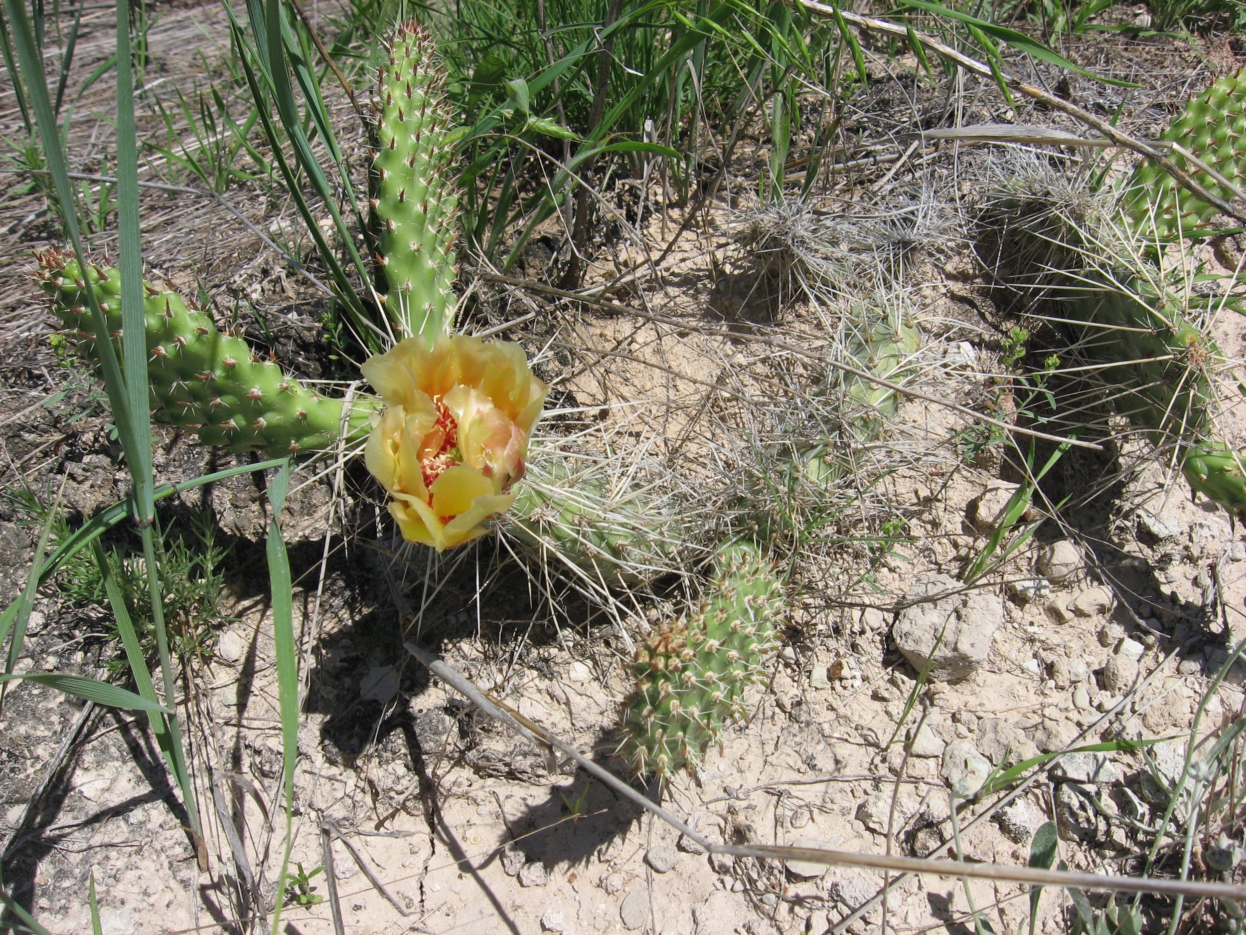 Cactus Flower!