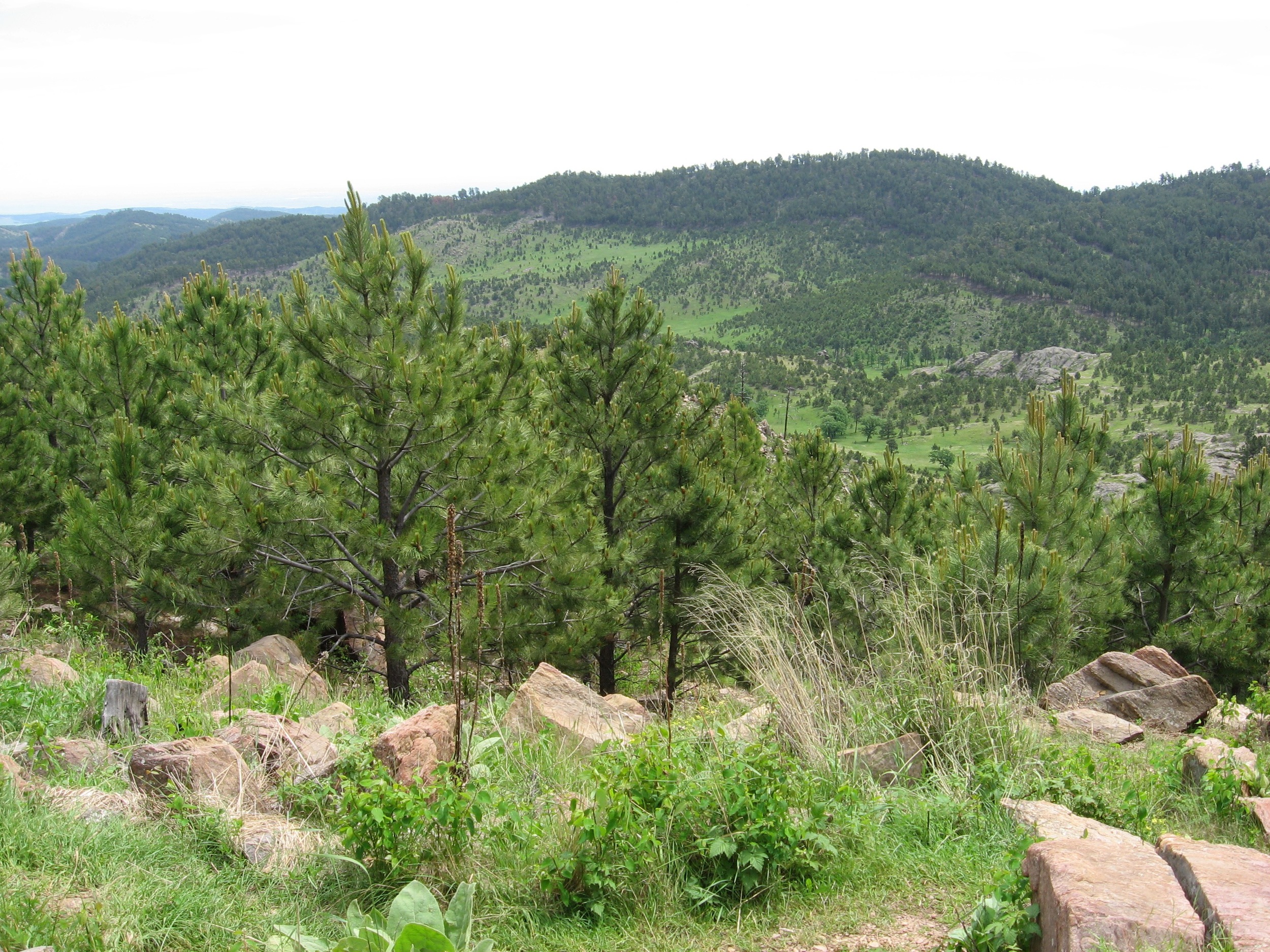 Climbing the Black Hills