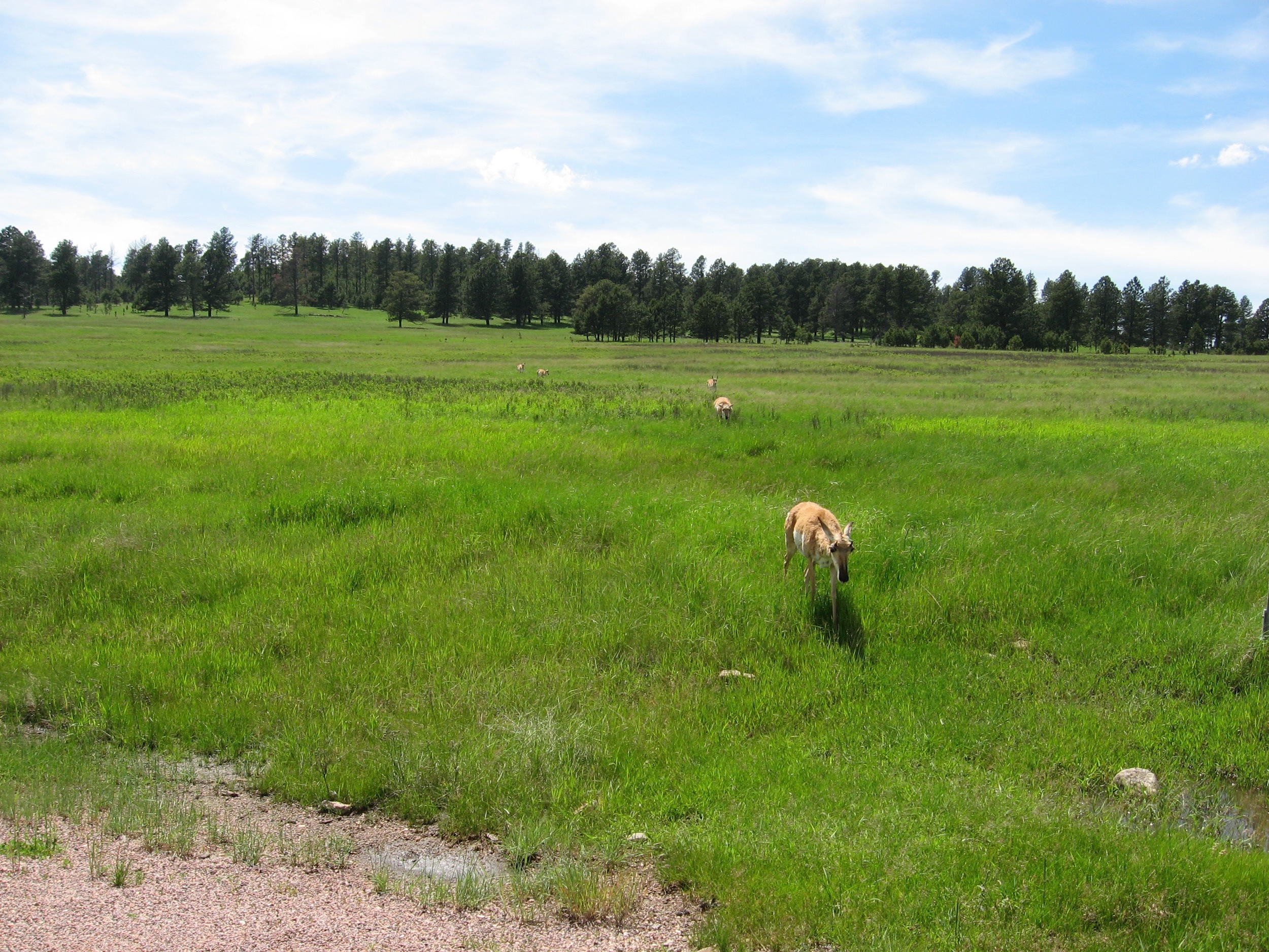 Entering Custer State Park