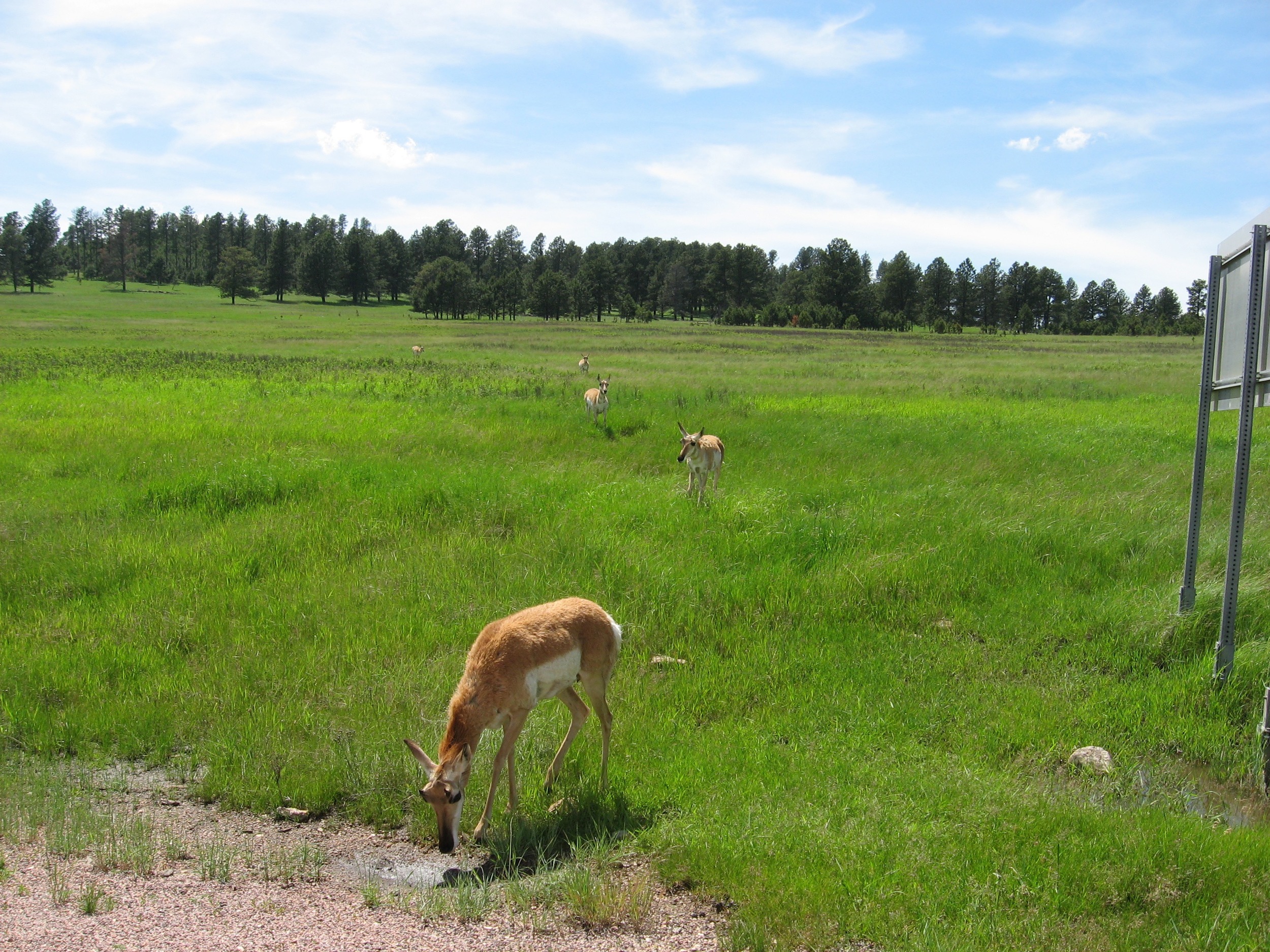 Mule Deer???