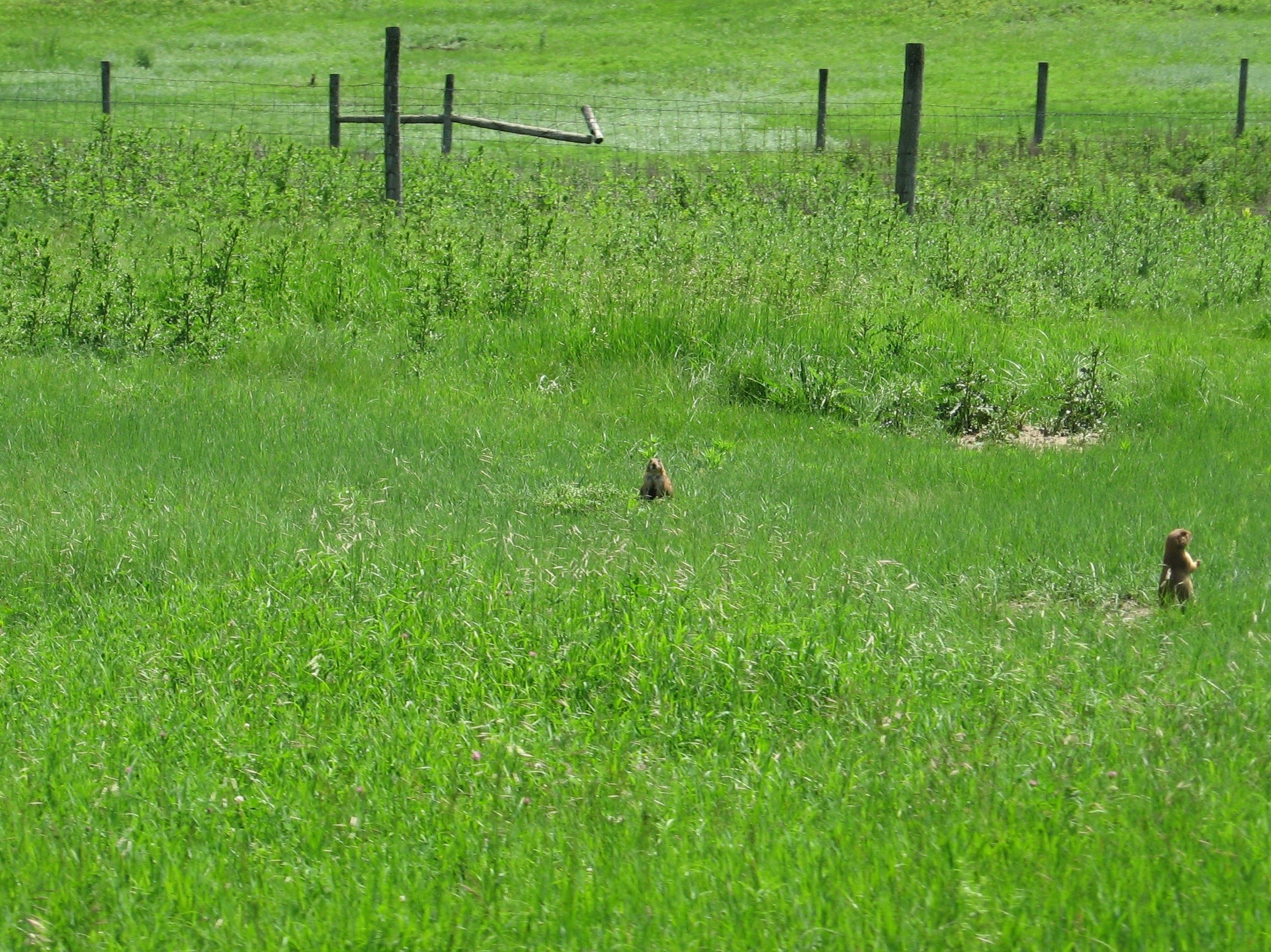 Prairie Dogs